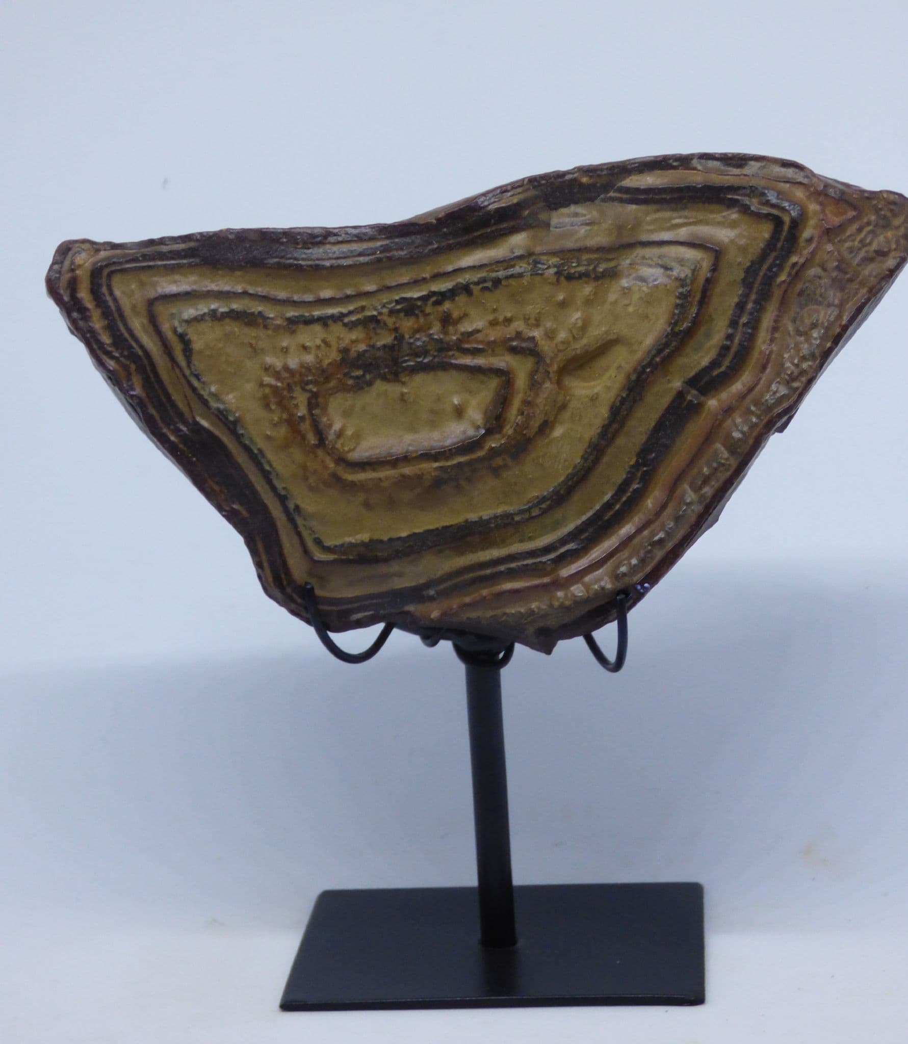 Meteorites and Stromatolites