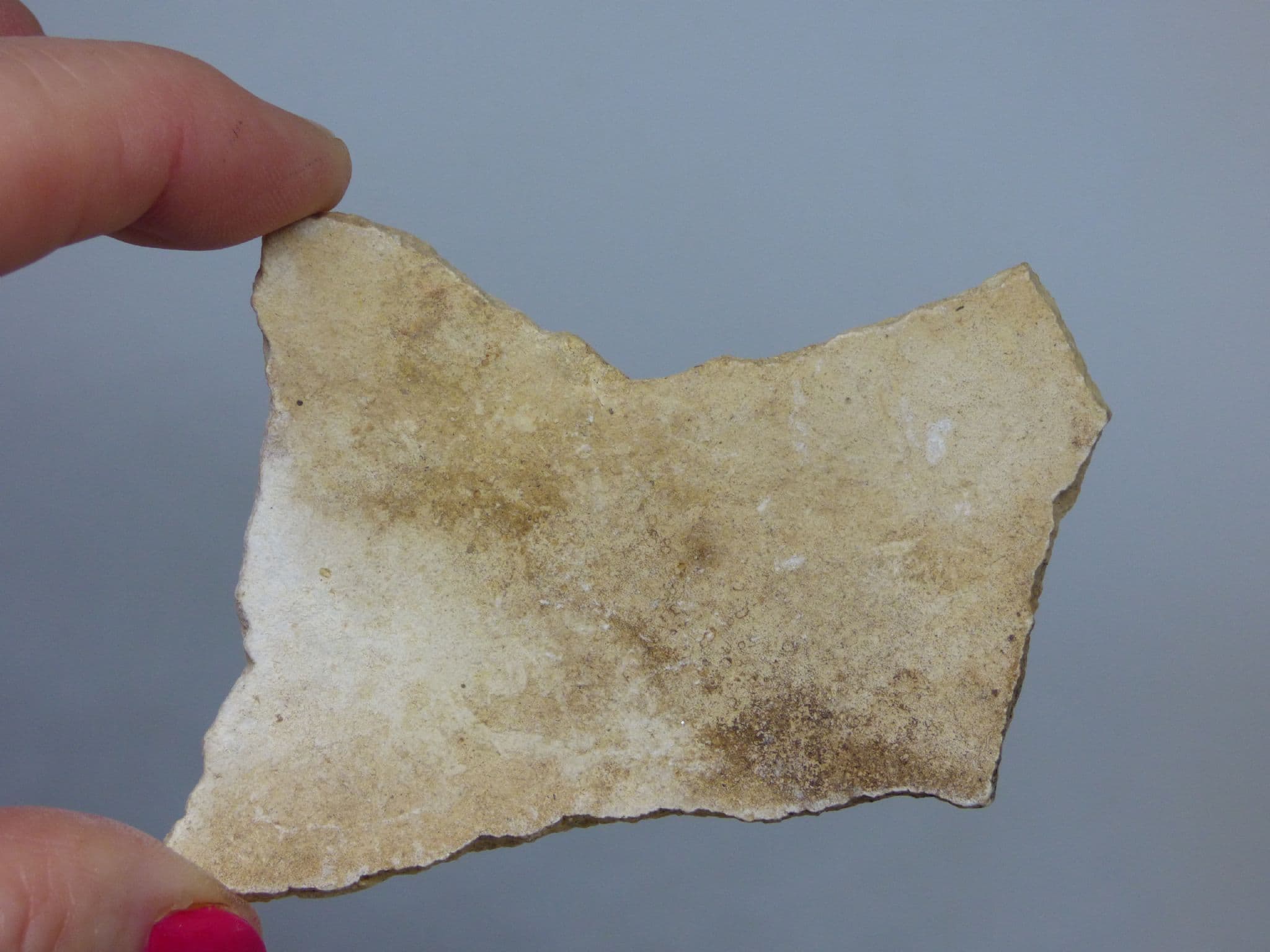 Bird Fossils
