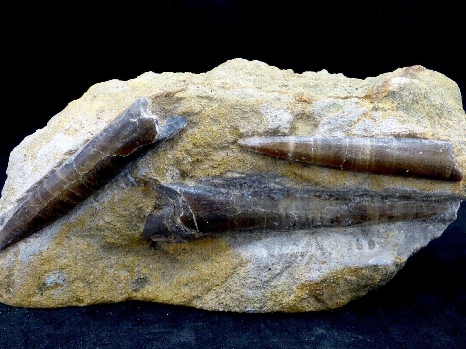 Belemnite Bivalves Brachiopod Fossils