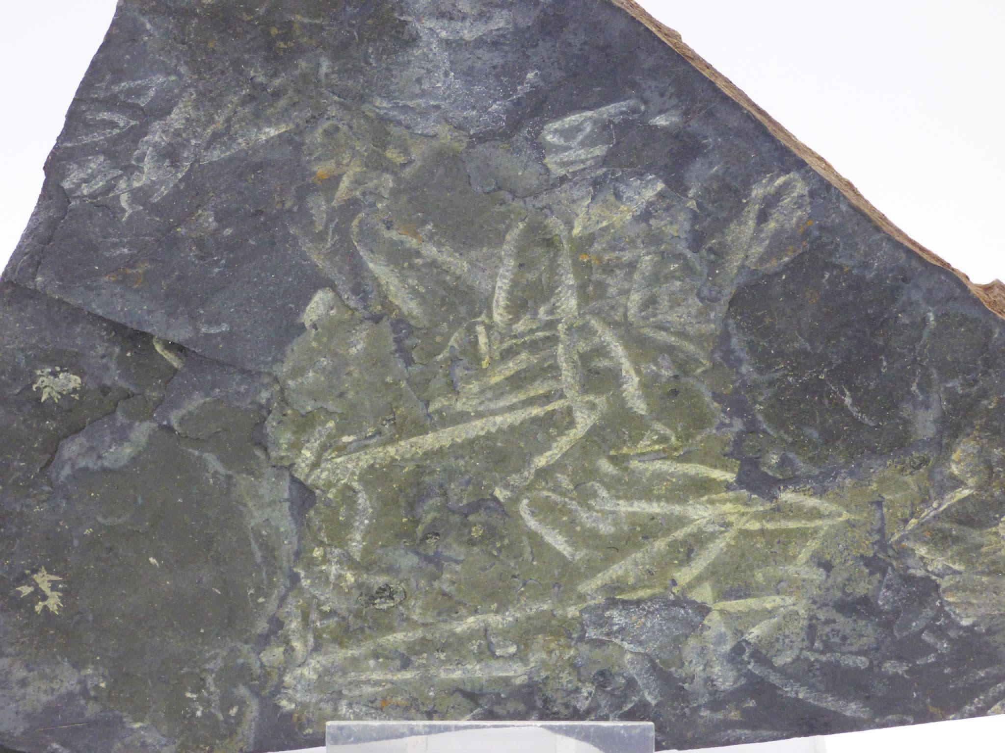 Coral, Graptolite and Sponge Fossils