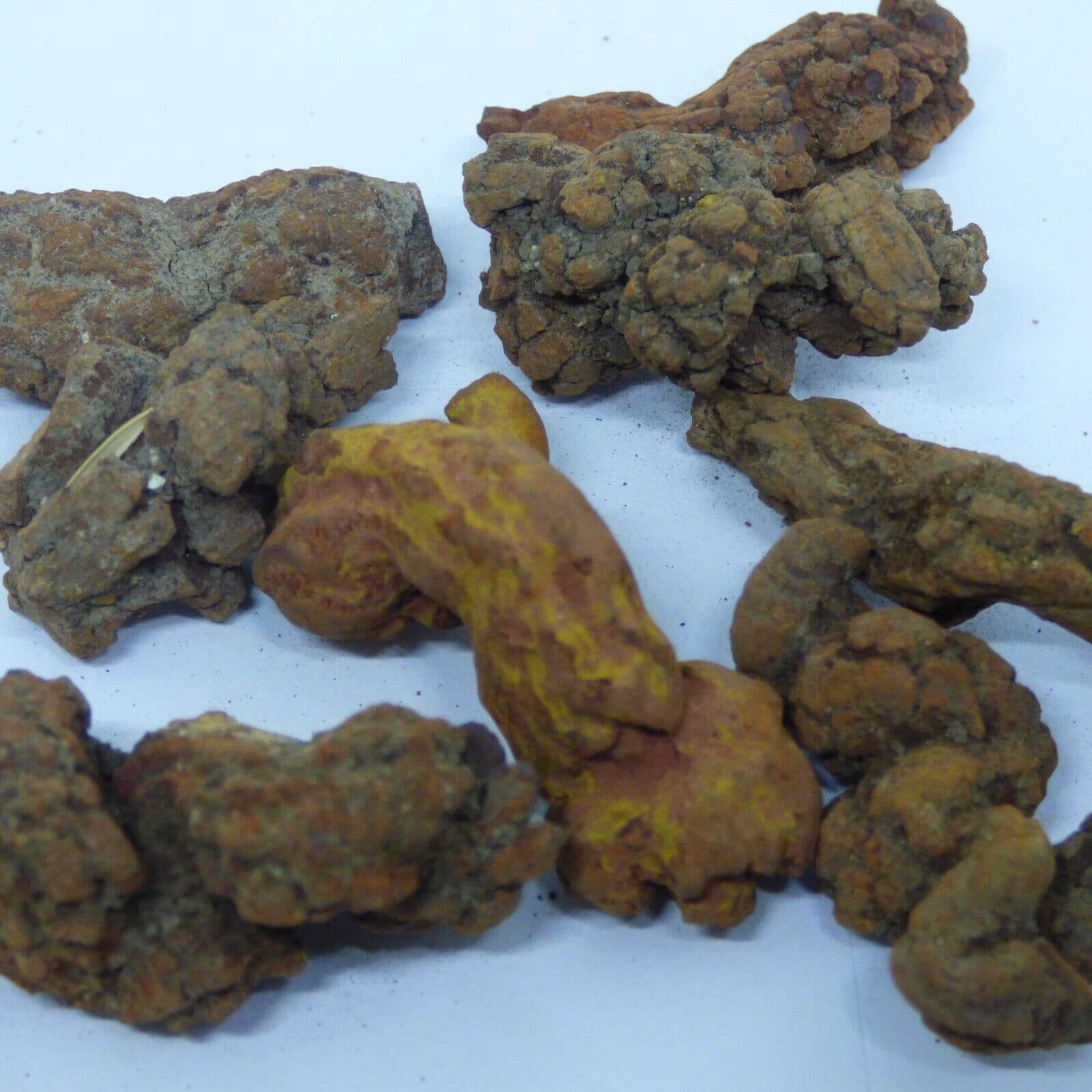 Coprolites
