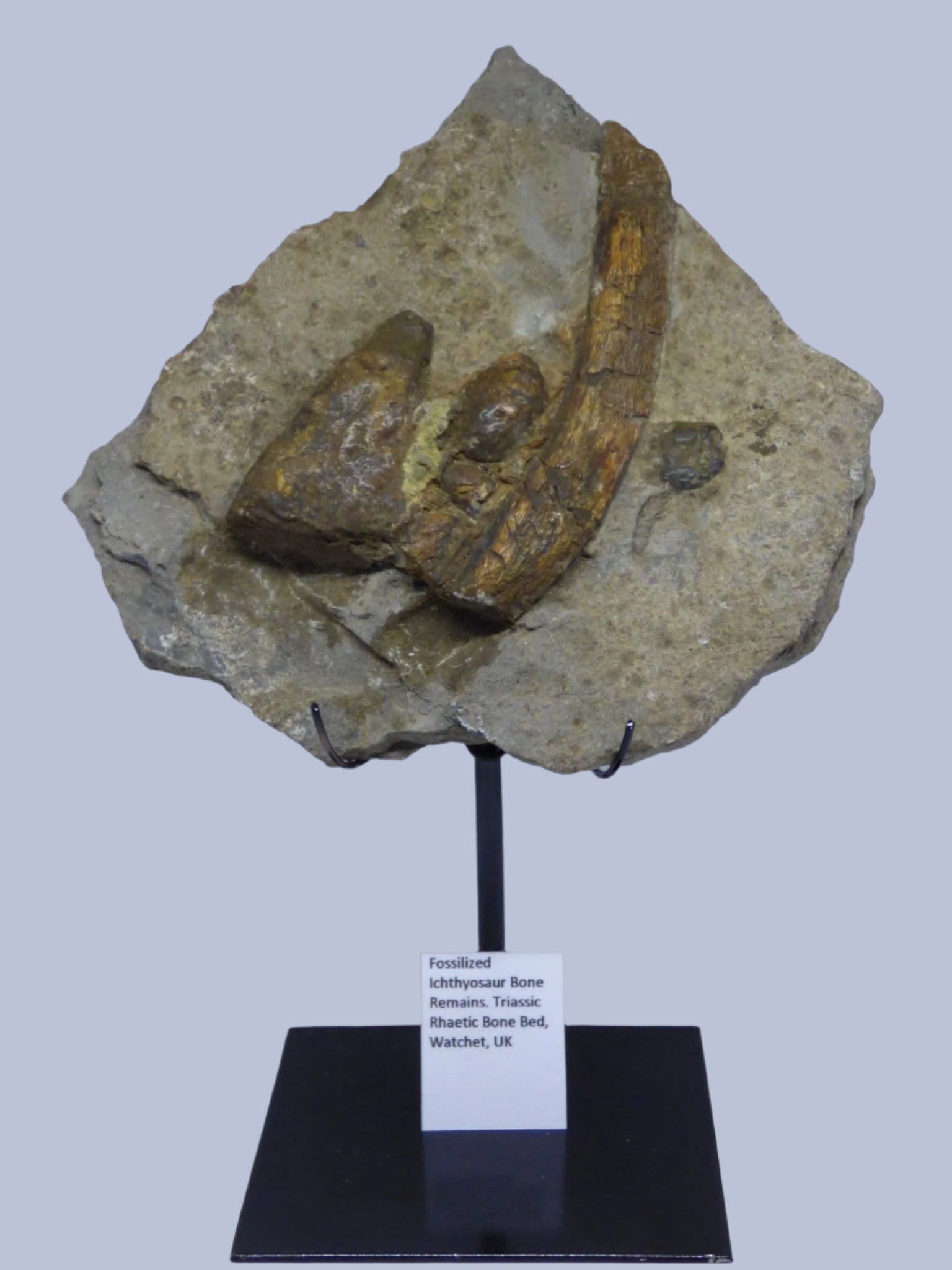 Jurassic Fossil Ichthyosaur Bones on Steel Hand Crafted Display Stand