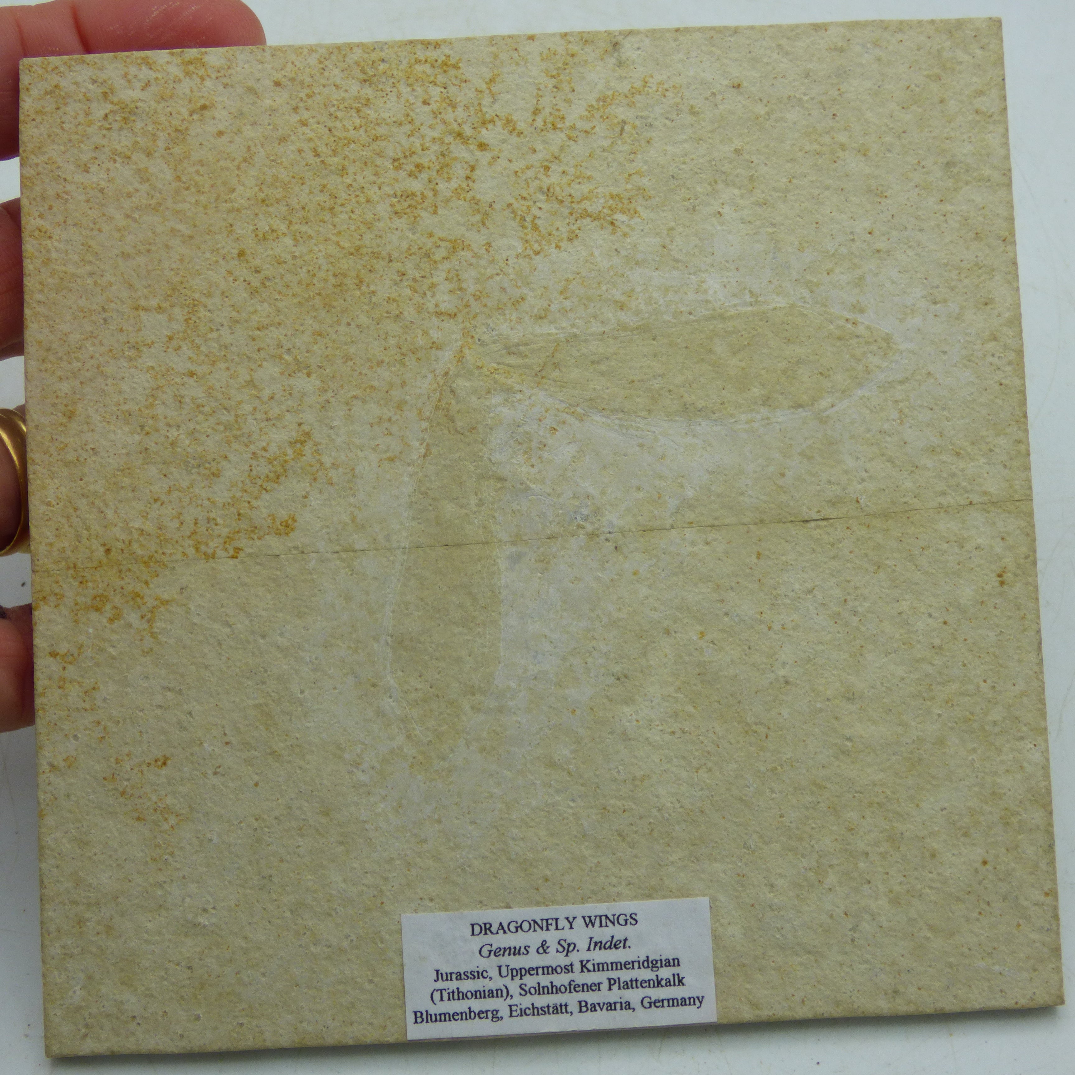 Jurassic Fossil Dragon Fly Insect Wings; Solnhoffen