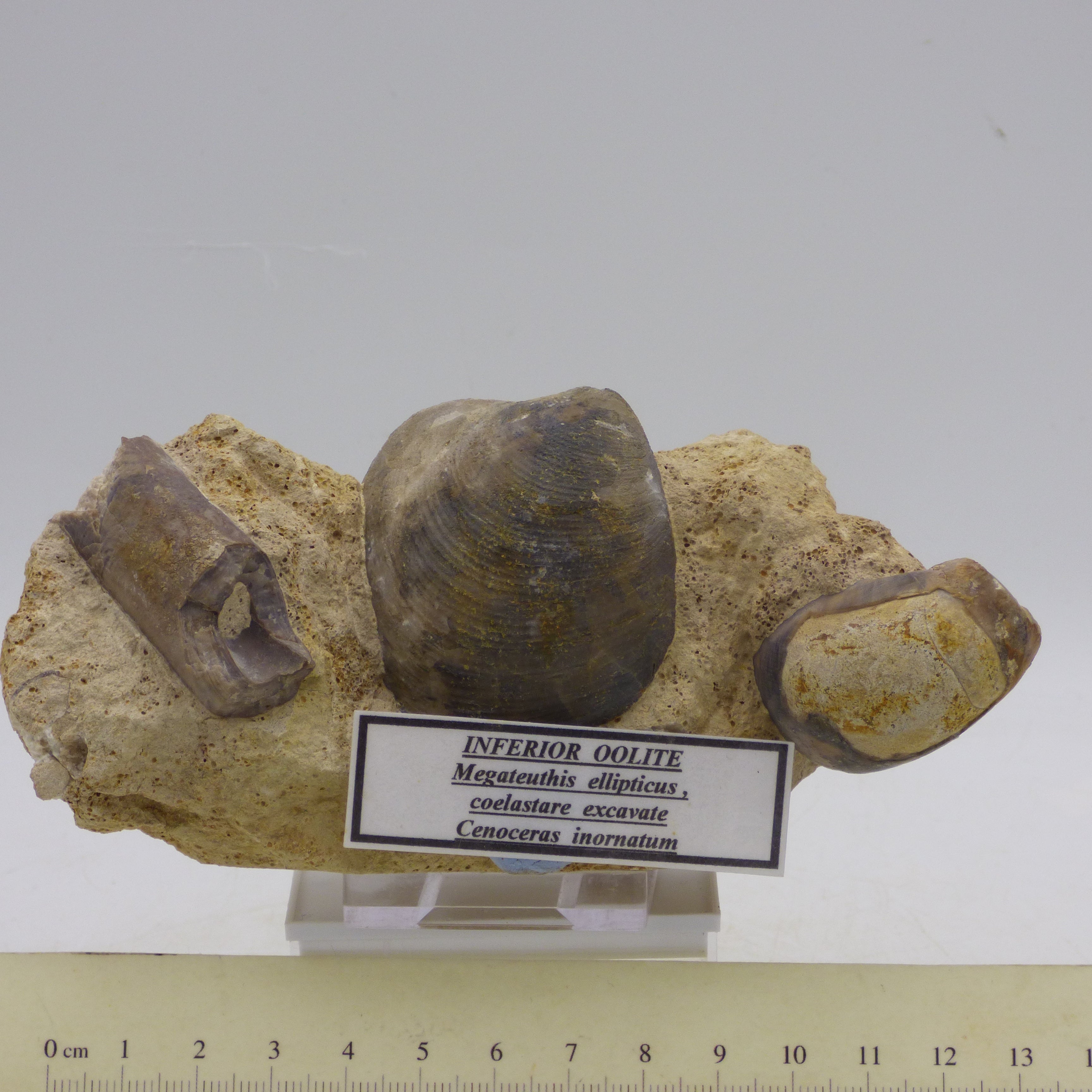 Jurassic Fossil Sea Floor Display in Inferior Oollite Belemnite Nautilus Bivalve Dorset UK