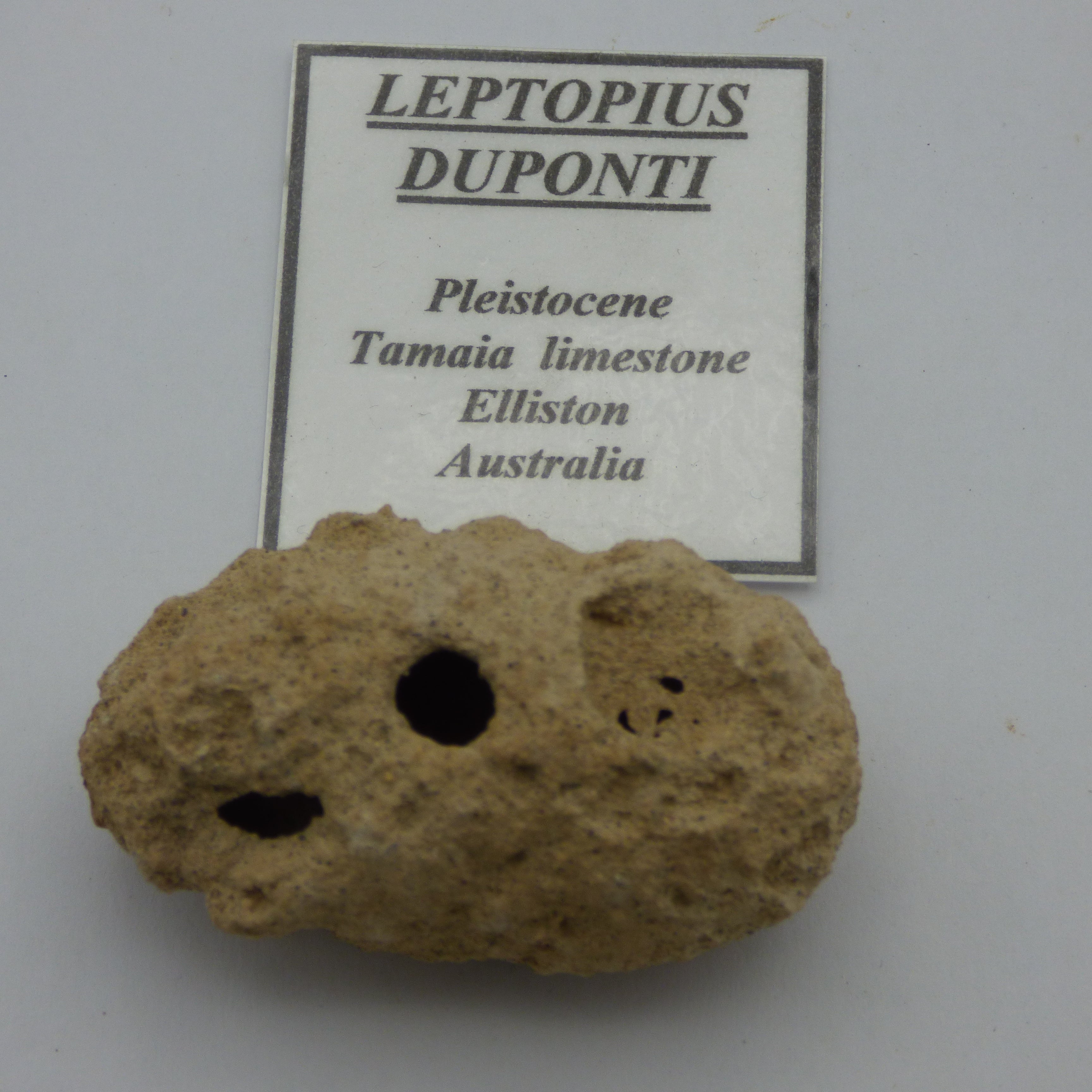 Ice Age Australian Fossil Weevil Cocoon Pupae Remains Pleistocene with Stand
