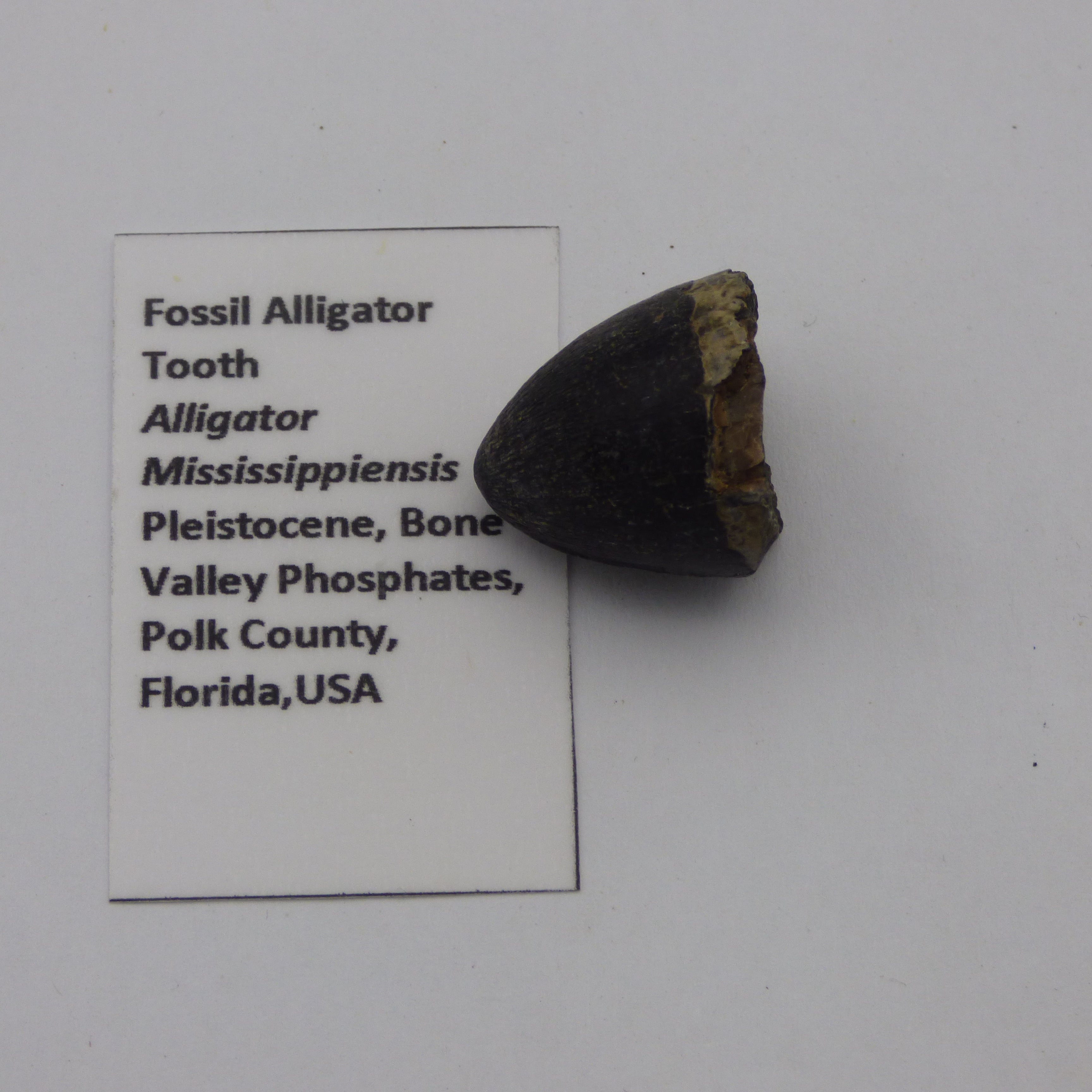 Ice Age Prehistoric Fossil Reptile Alligator Tooth in Collectors Box Florida