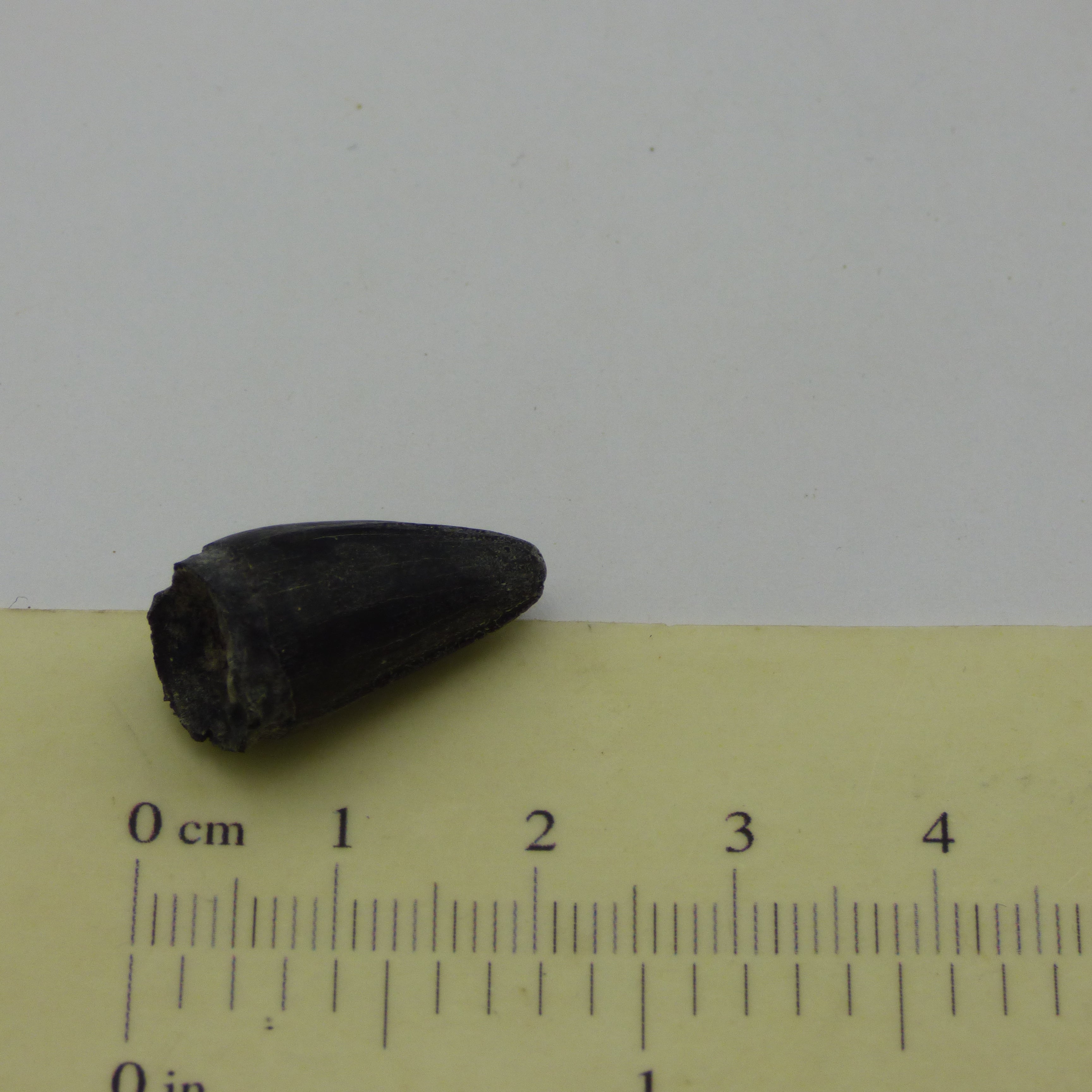 Ice Age Prehistoric Fossil Reptile Alligator Tooth in Collectors Box Florida