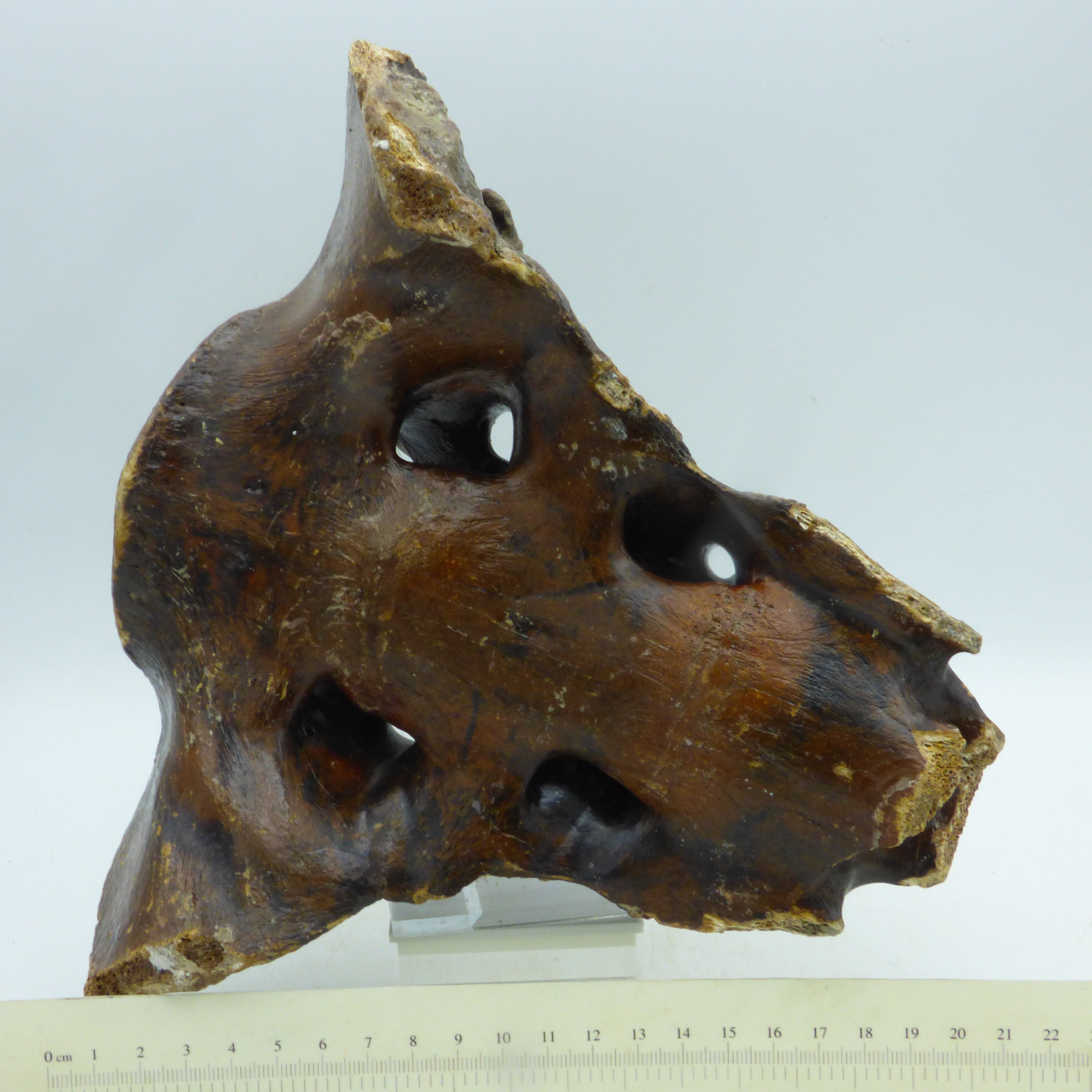 Fossilised Ice Age Horse Sacrum North Sea with display stand.