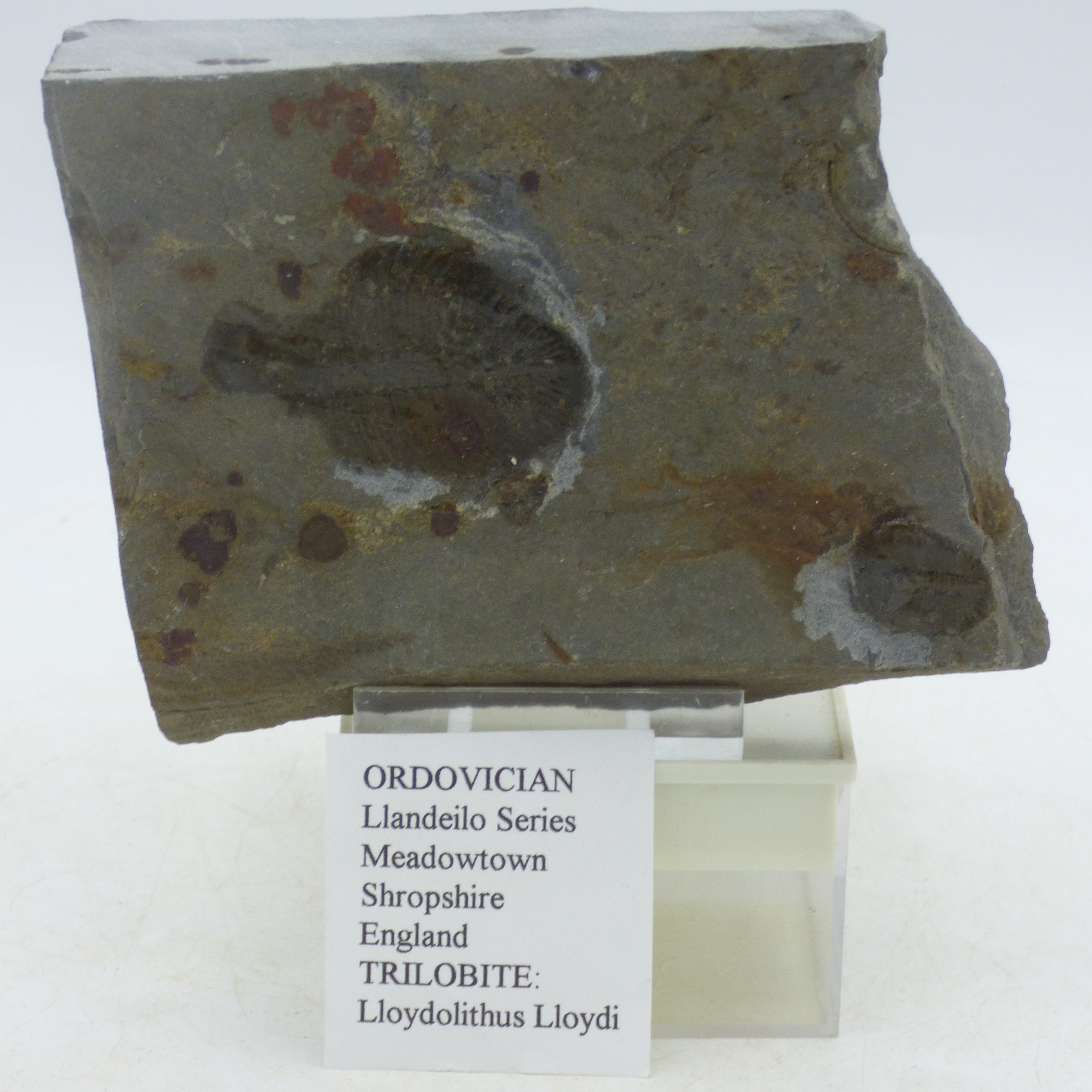 Fossil Trilobite Lloydolithus Lloydi Shropshire UK from an Old Collection + Stand
