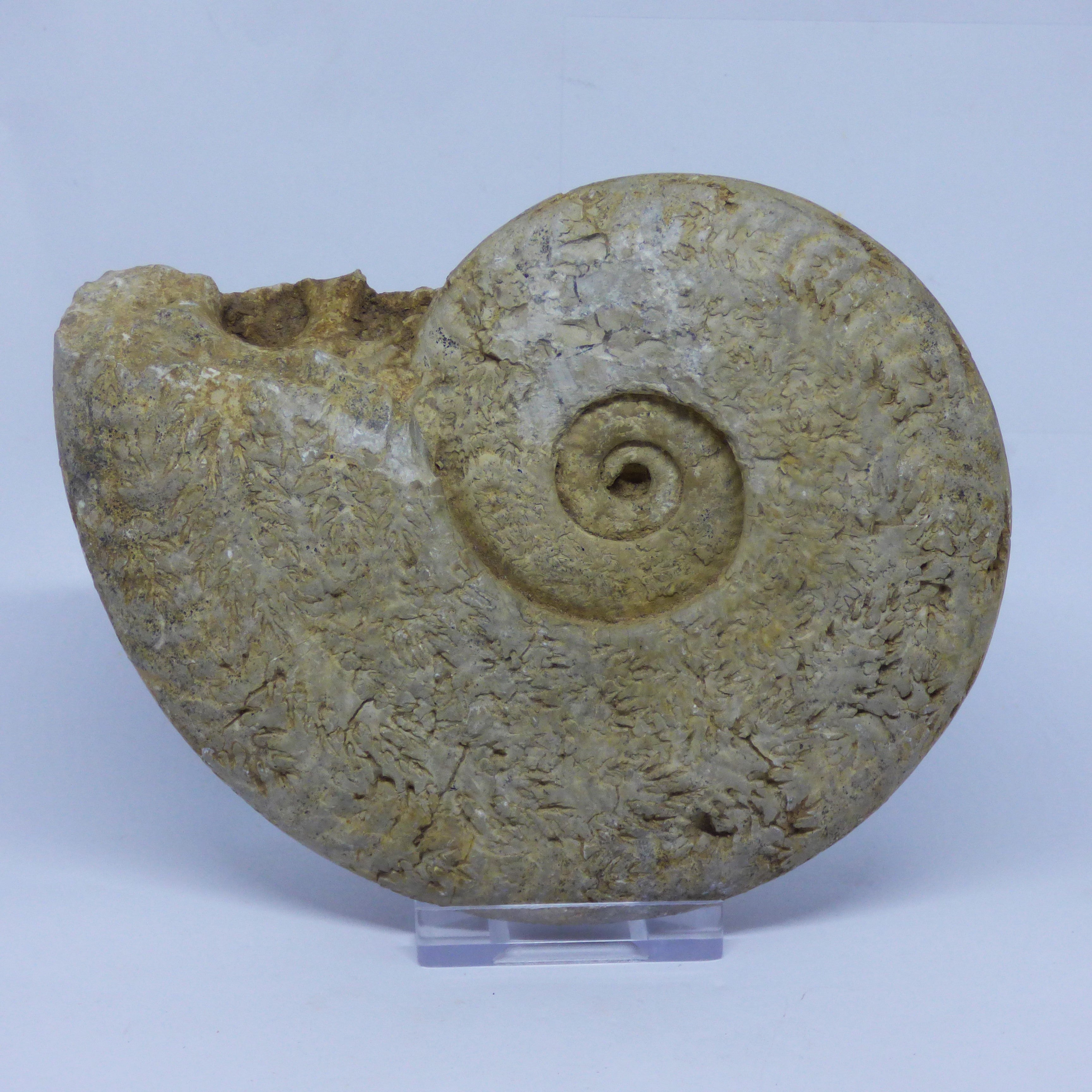 Jurassic Fossil Ammonite Hildoceras Bifrons Ilminster Somerset UK
