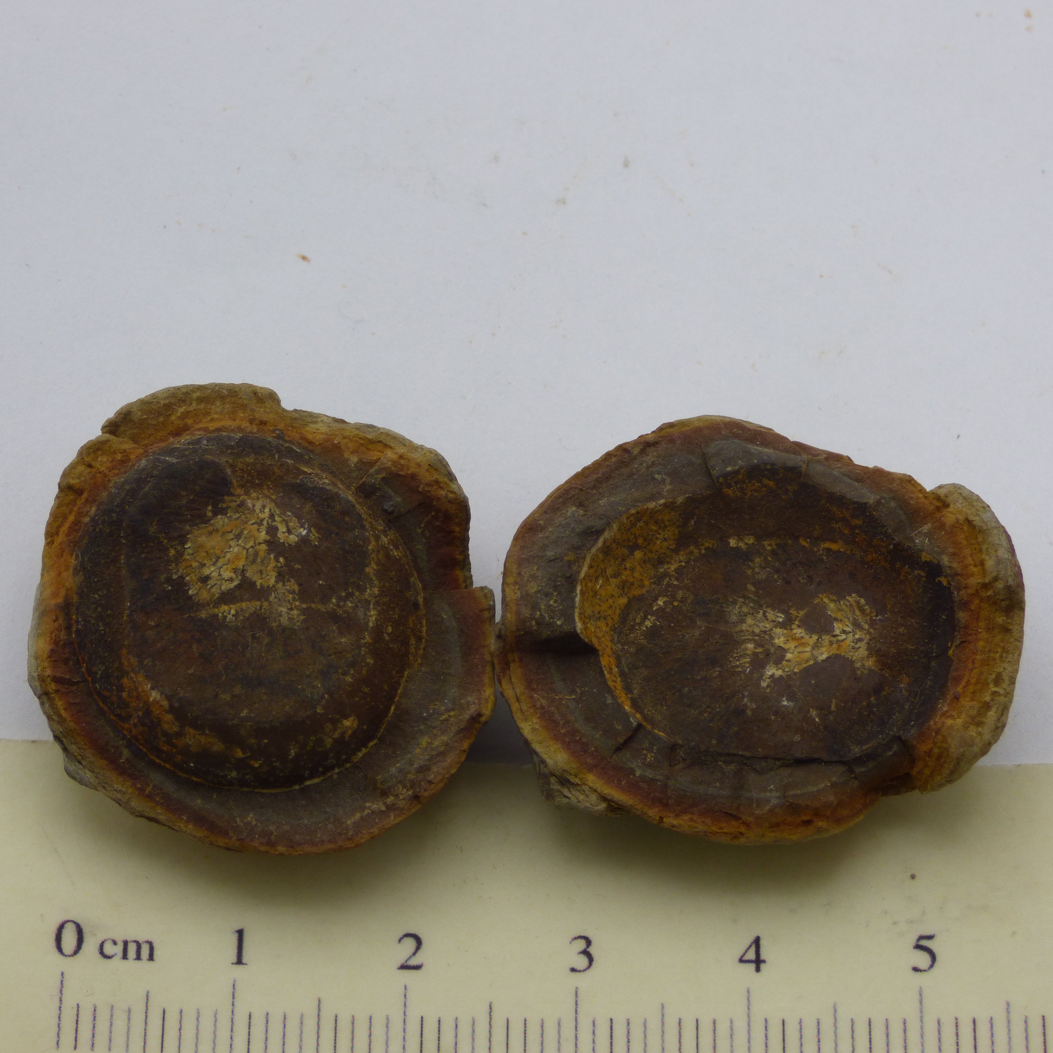 Fossil Fern Pinnule from Seed Fern in Nodules with a stand
