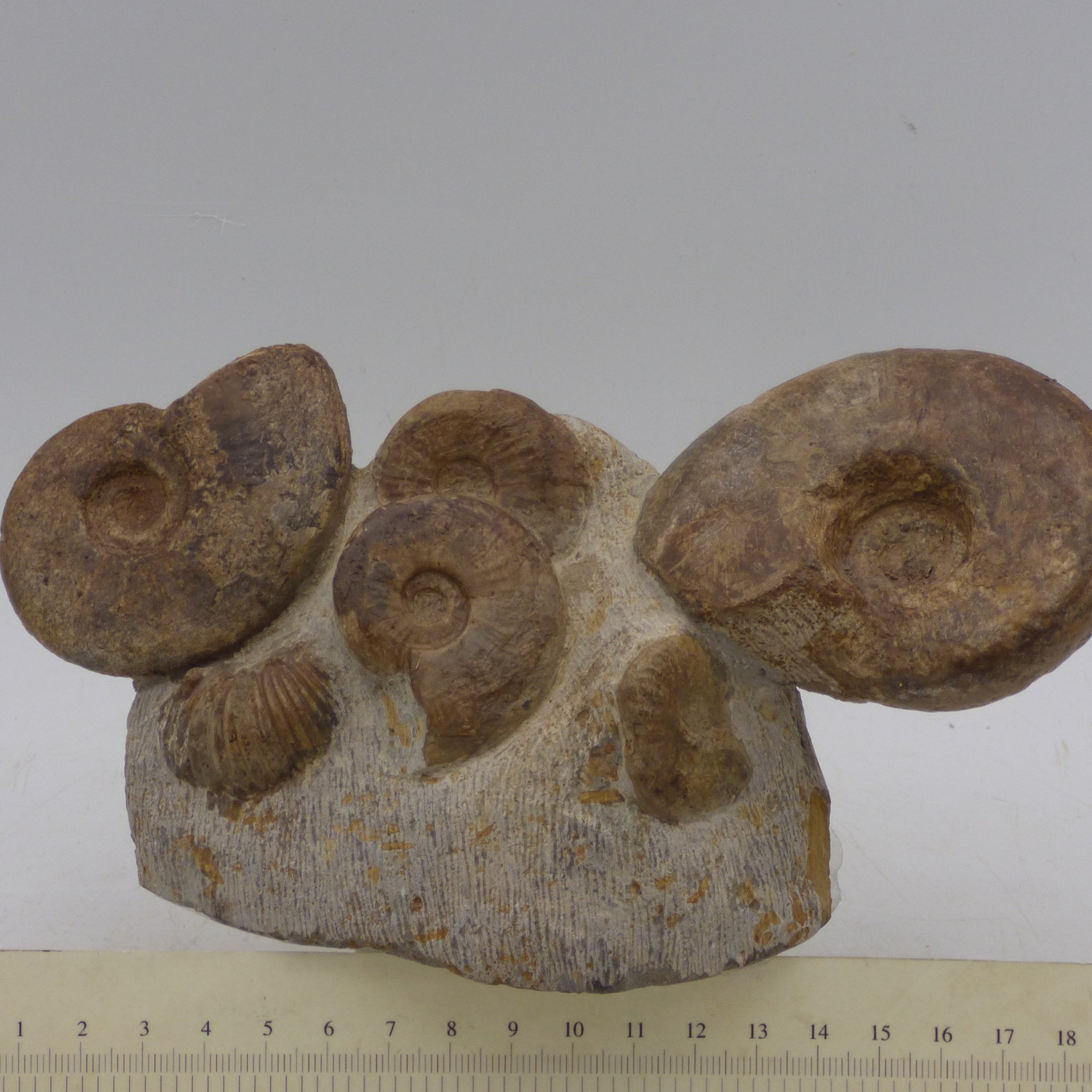 Jurassic Ammonite Fossils Morocco Group Display Piece