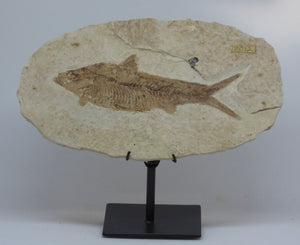 Green River Formation Fossil - Fish with Hand Crafted Steel Display Stand