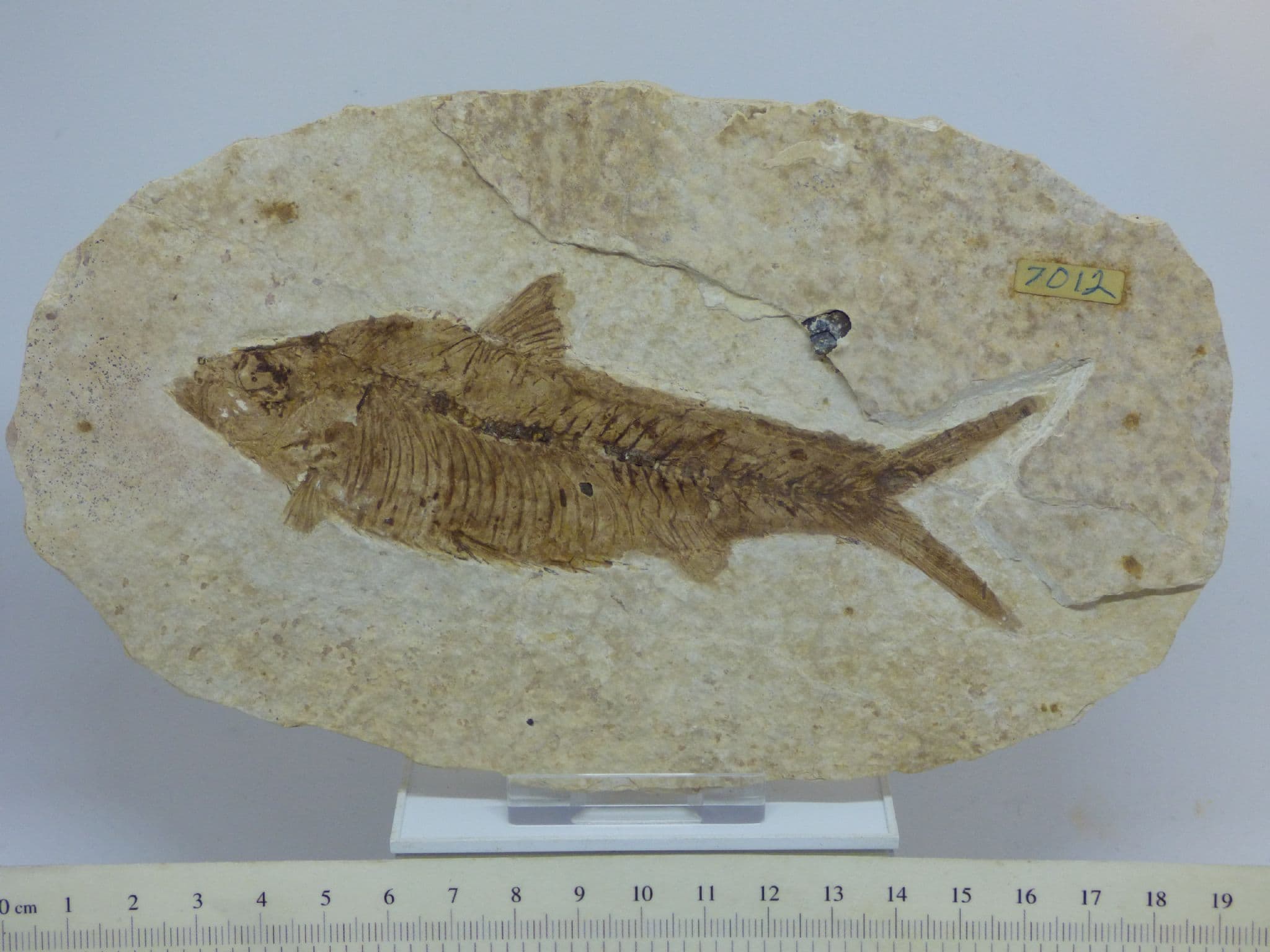 Green River Formation Fossil - Fish with Hand Crafted Steel Display Stand