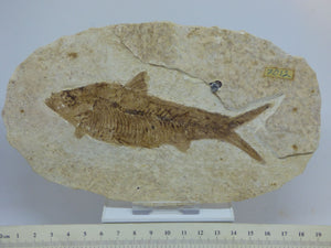 Green River Formation Fossil - Fish with Hand Crafted Steel Display Stand