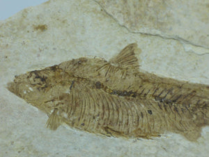 Green River Formation Fossil - Fish with Hand Crafted Steel Display Stand