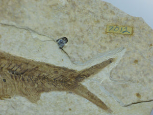 Green River Formation Fossil - Fish with Hand Crafted Steel Display Stand