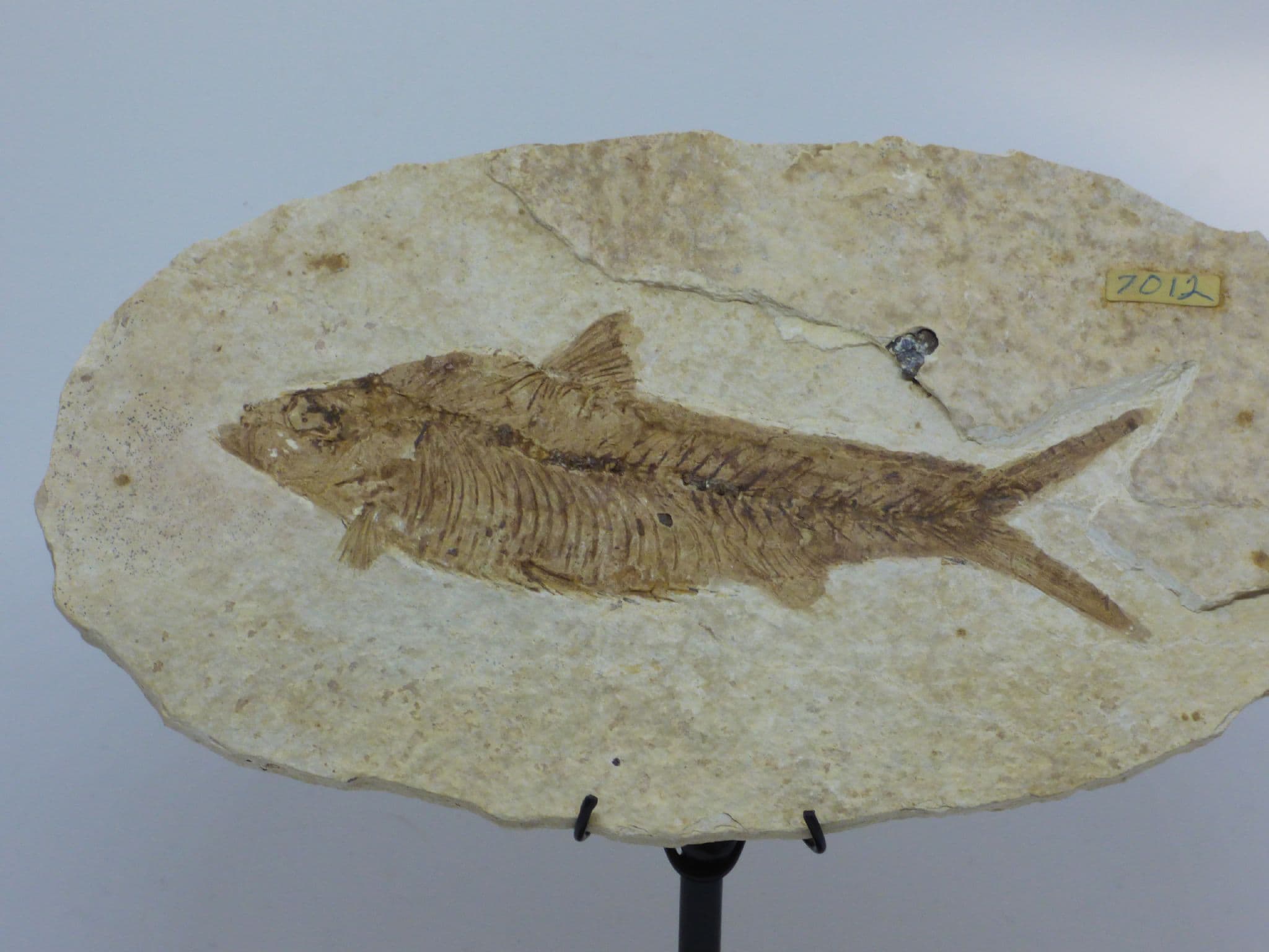 Green River Formation Fossil - Fish with Hand Crafted Steel Display Stand