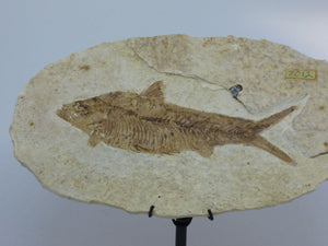 Green River Formation Fossil - Fish with Hand Crafted Steel Display Stand
