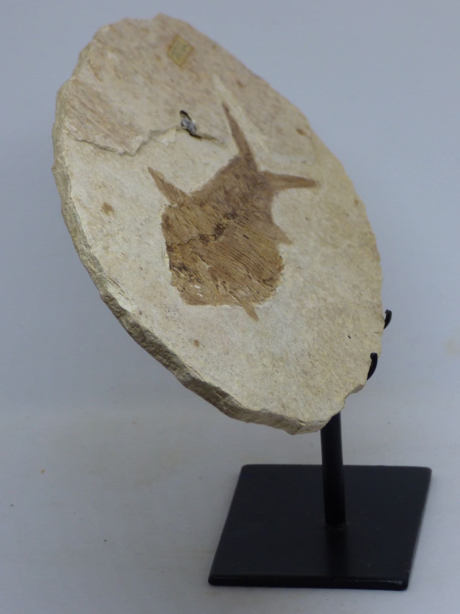 Green River Formation Fossil - Fish with Hand Crafted Steel Display Stand