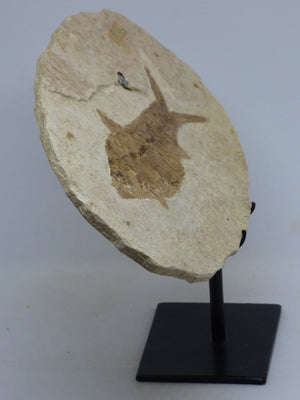 Green River Formation Fossil - Fish with Hand Crafted Steel Display Stand