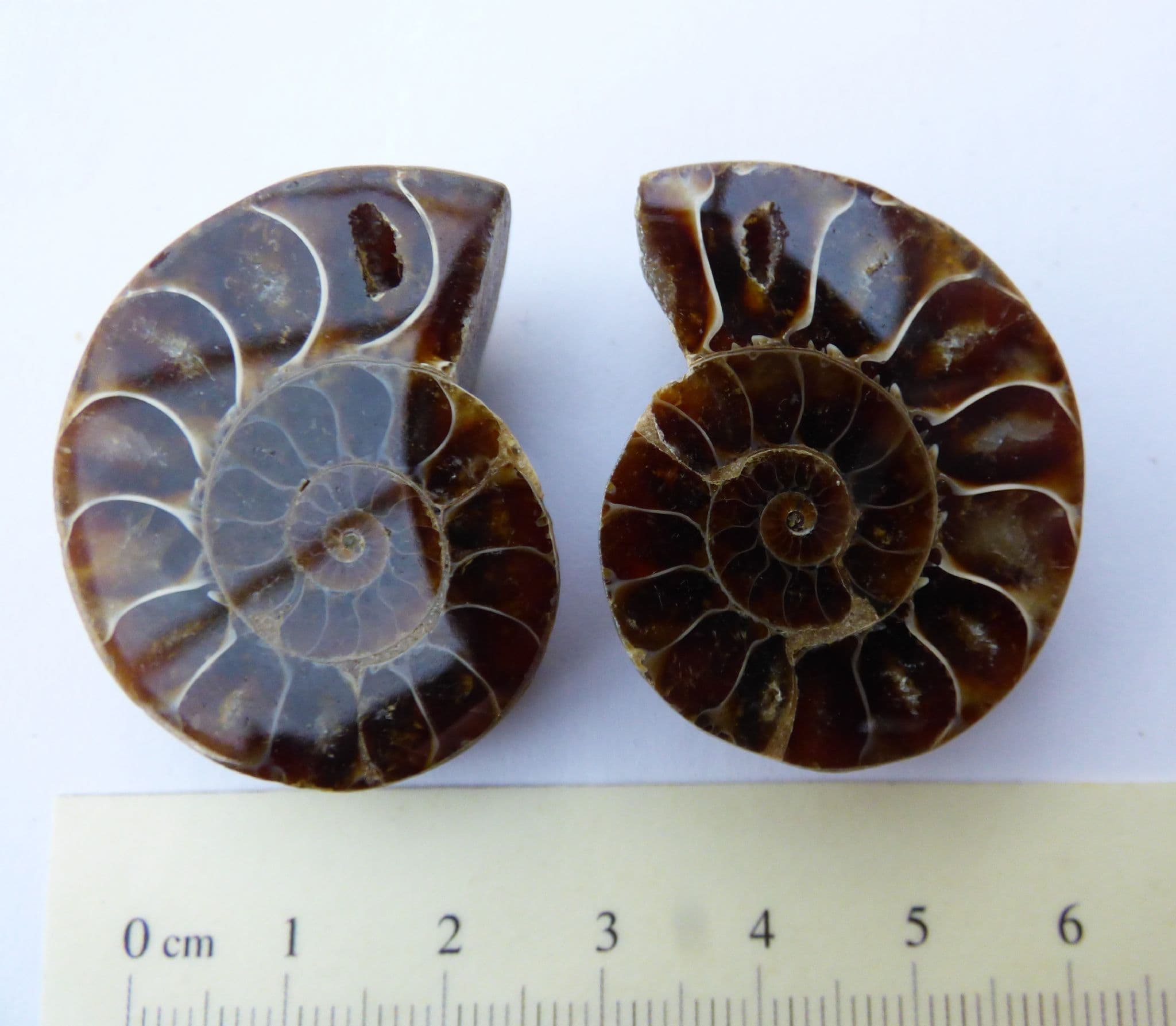 Pair of Fossil Cleonicera Ammonite Halves in Acrylic Collectors/Keepsake Box