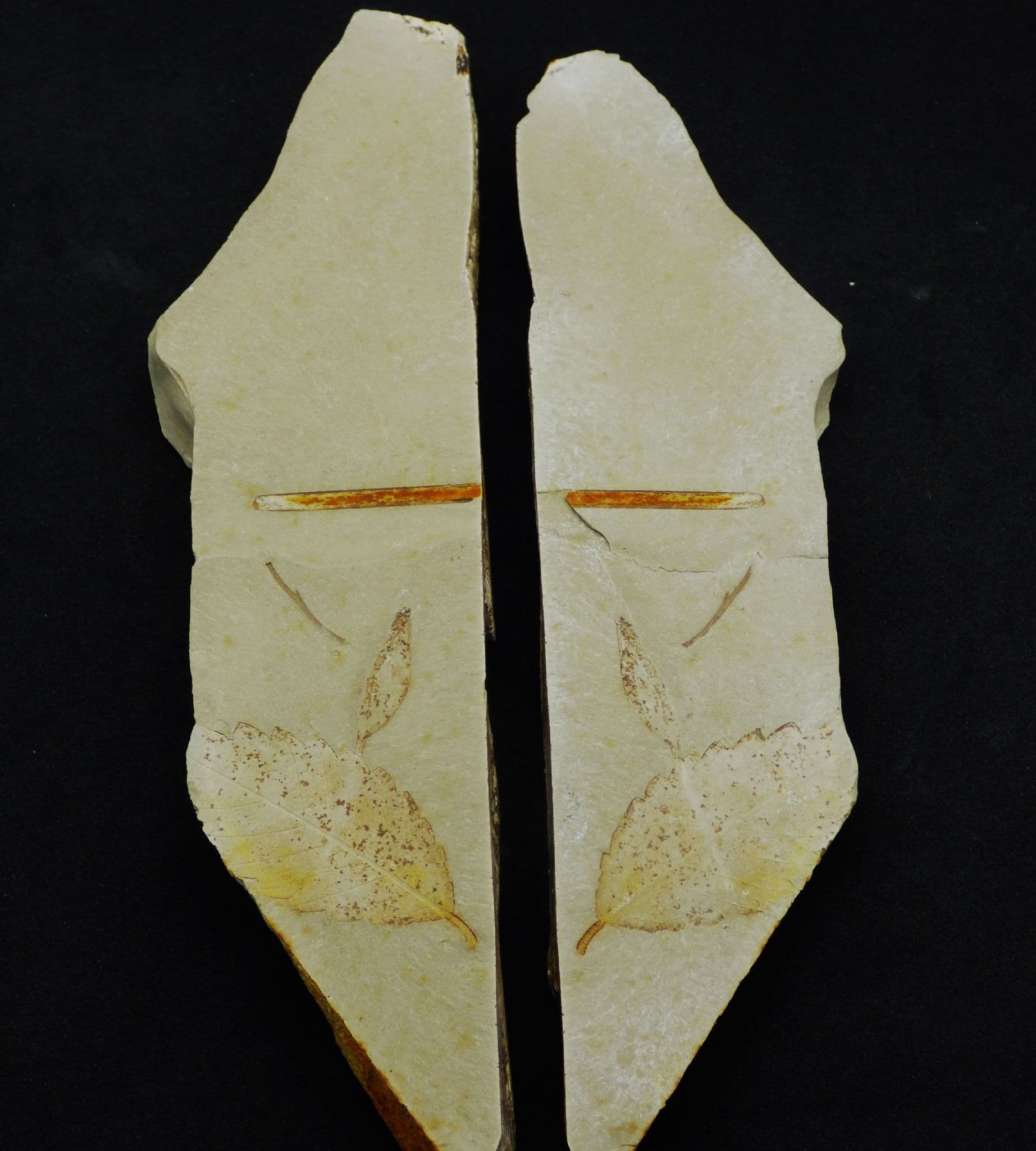 Beautifully Detailed Double Sided Fossil Alnus Leaves Positive Negative