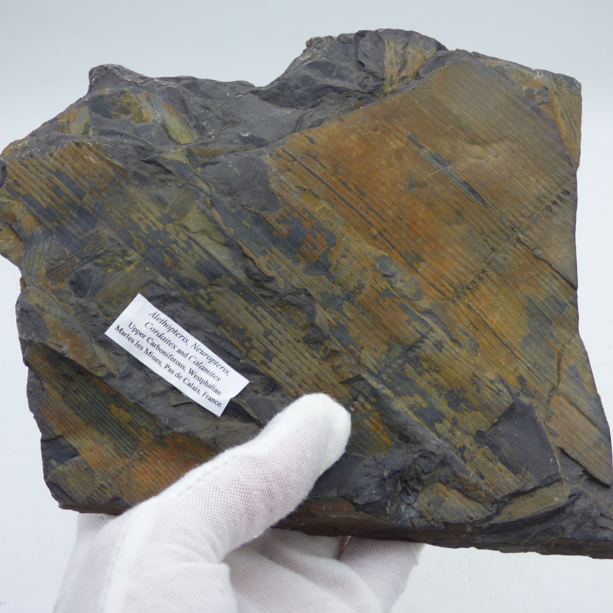 Carboniferous Fossil Seed Fern Alethopteris, Neuropteris, Cordaites and Calamites France Double Sid