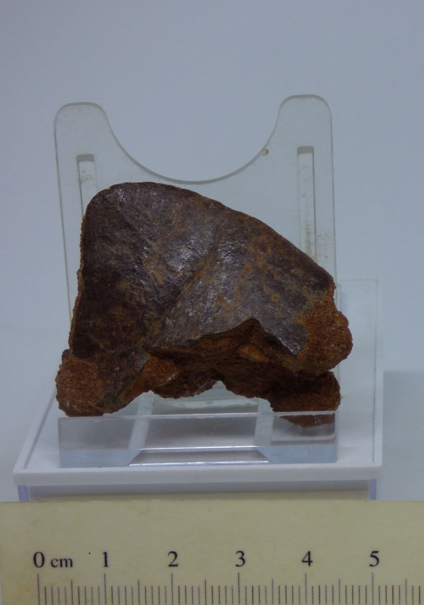 Cretaceous Fossil Turtle Scute North Carolina (1)