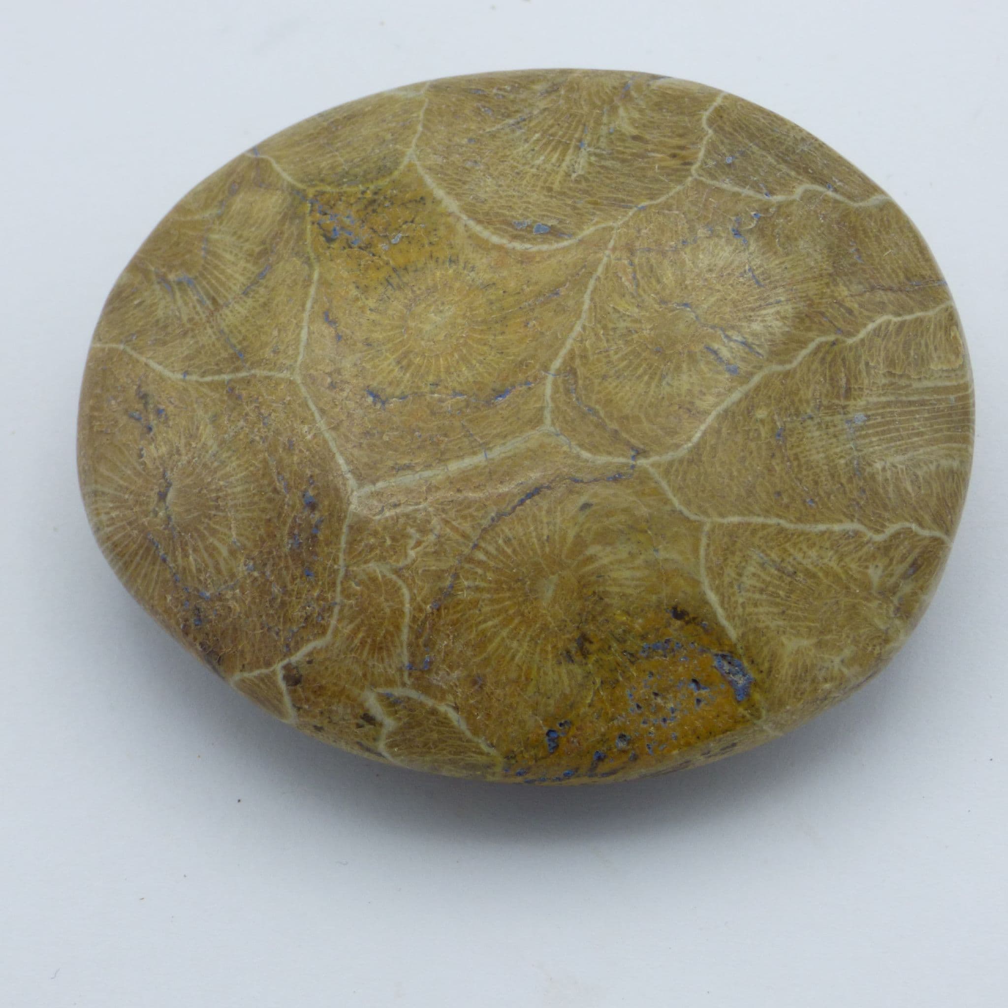 Detailed Fossil Coral; Hexagonia Morocco Devonian