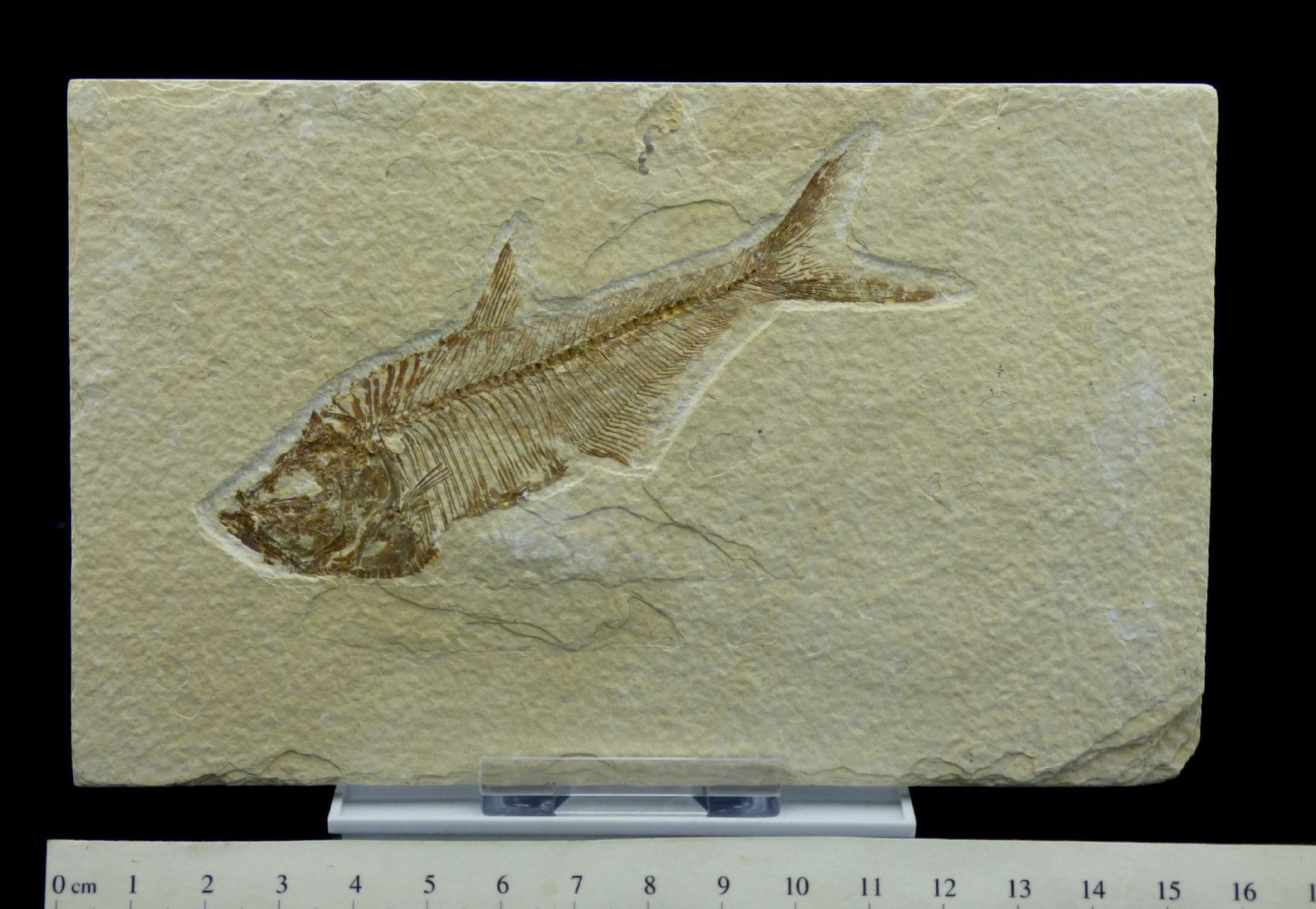 detailed fossil diplomystus fish green river eocene 48 myo display stand
