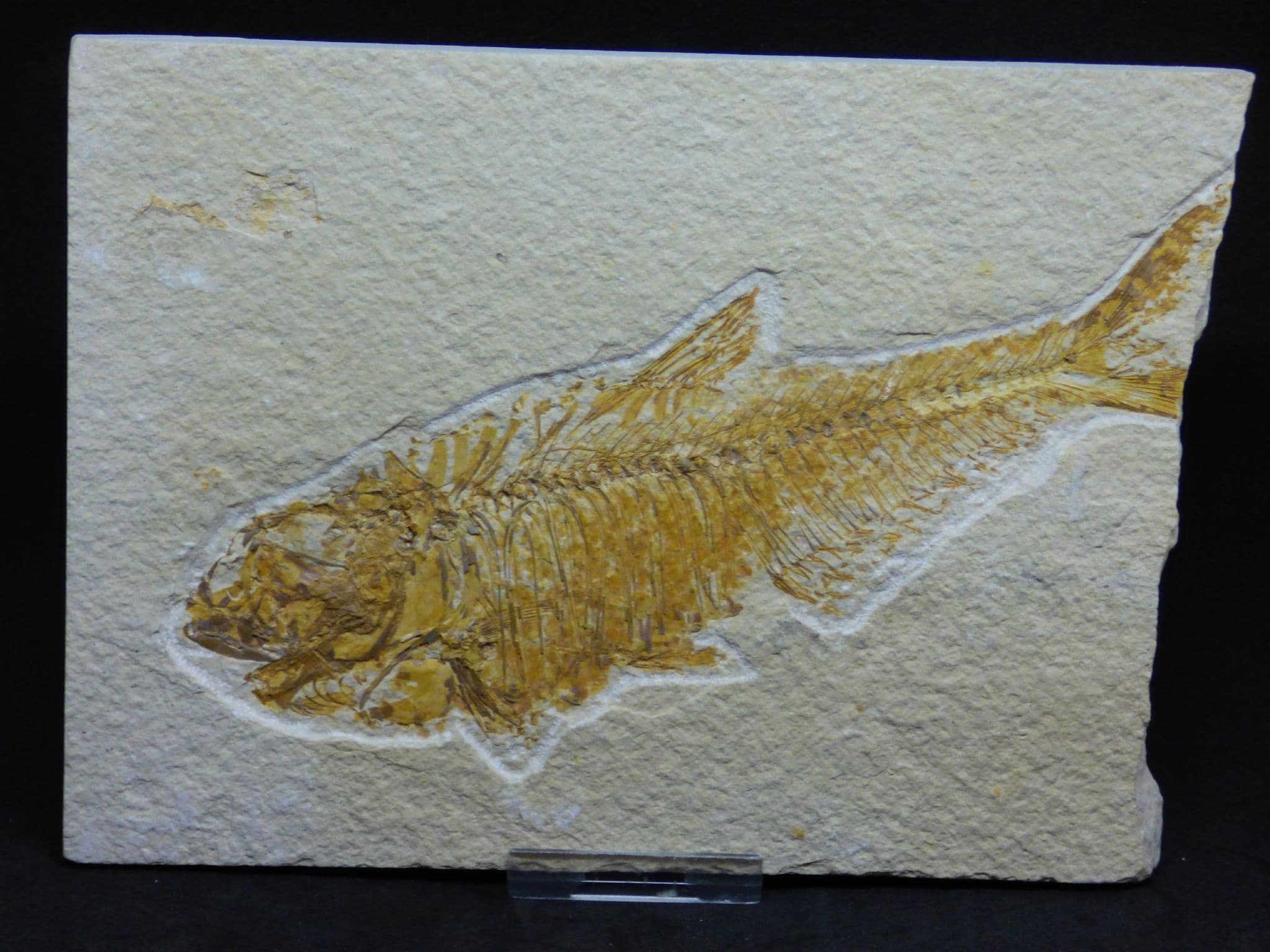 Detailed Fossil Fish Green River Eocene 48 MYO