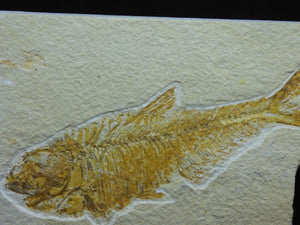Detailed Fossil  Fish   Green River  Eocene  48 MYO