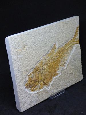 Detailed Fossil  Fish   Green River  Eocene  48 MYO