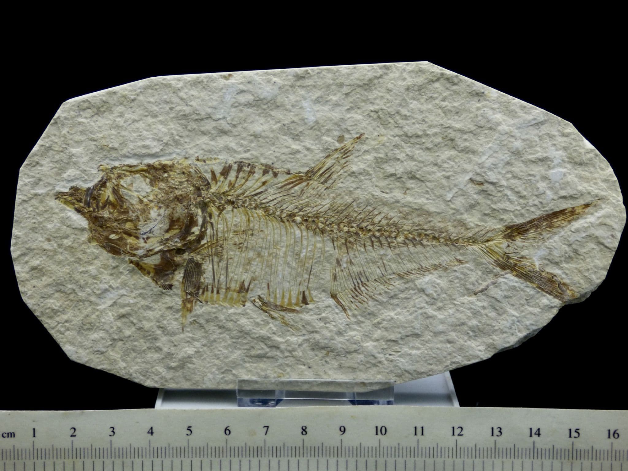 Detailed Fossil Fish Green River Eocene 48 MYO + Display Stand