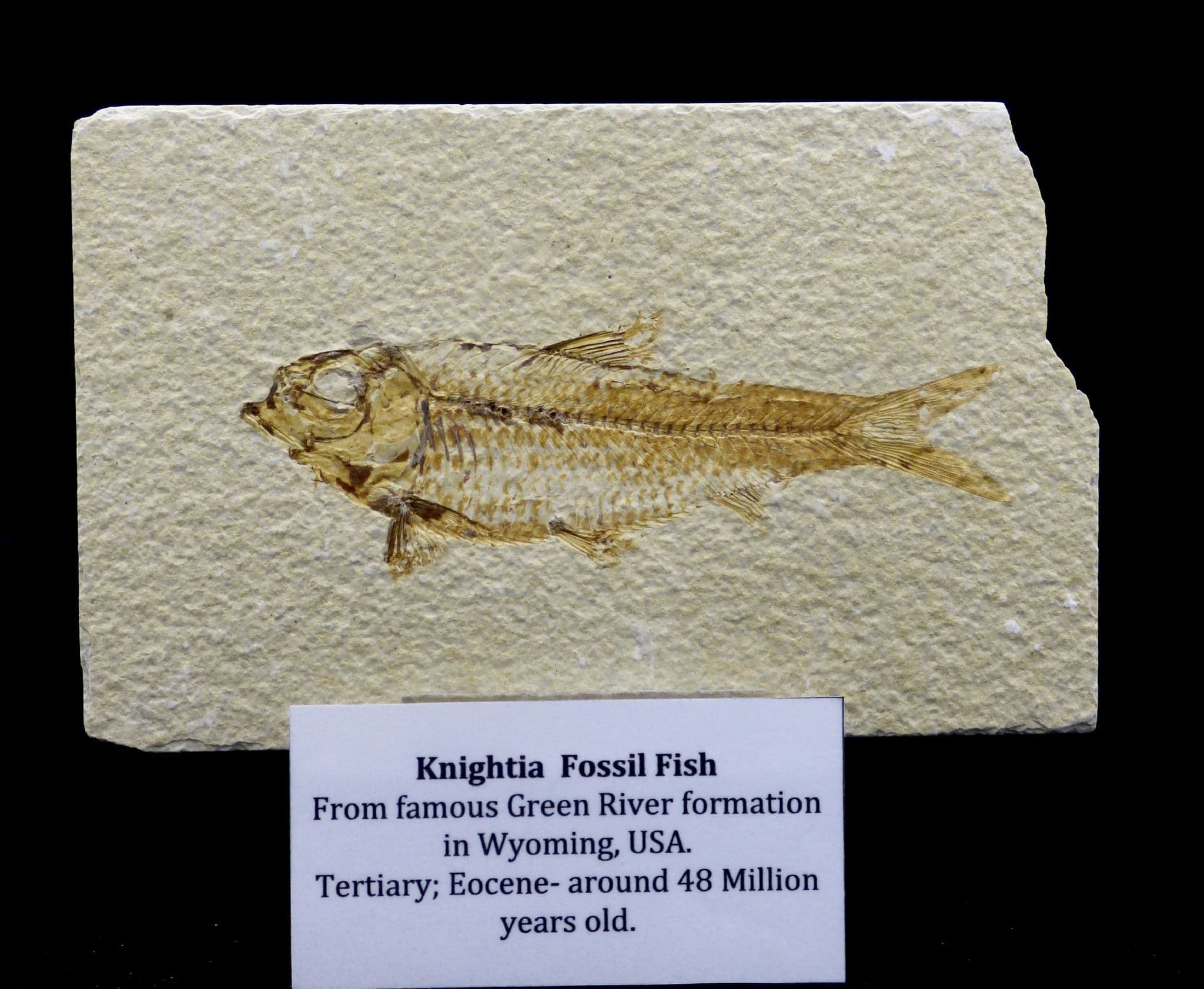 Detailed Fossil Fish Green River Eocene 48 MYO + Display Stand
