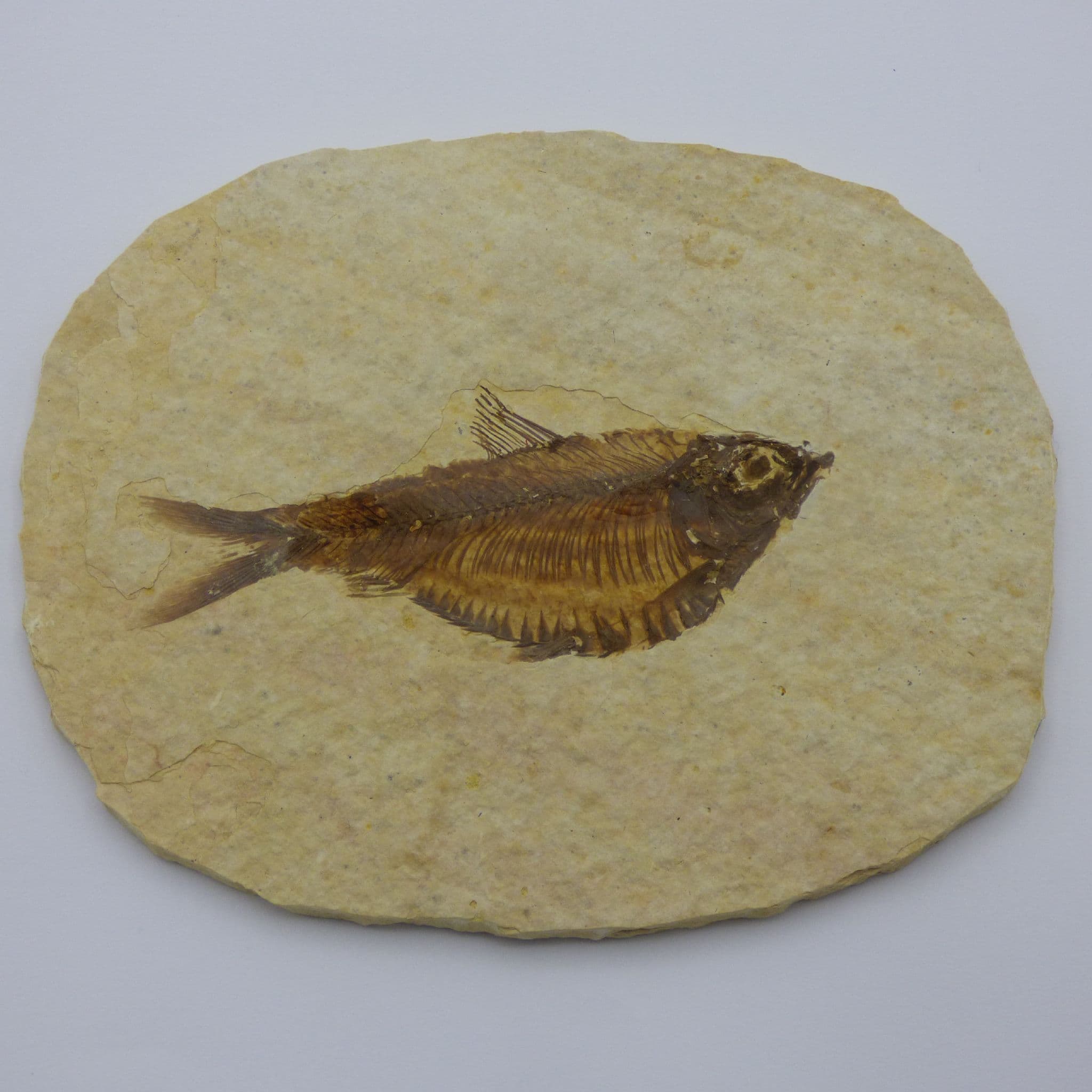 Detailed Fossil Fish Green River Eocene 48 MYO + Display Stand