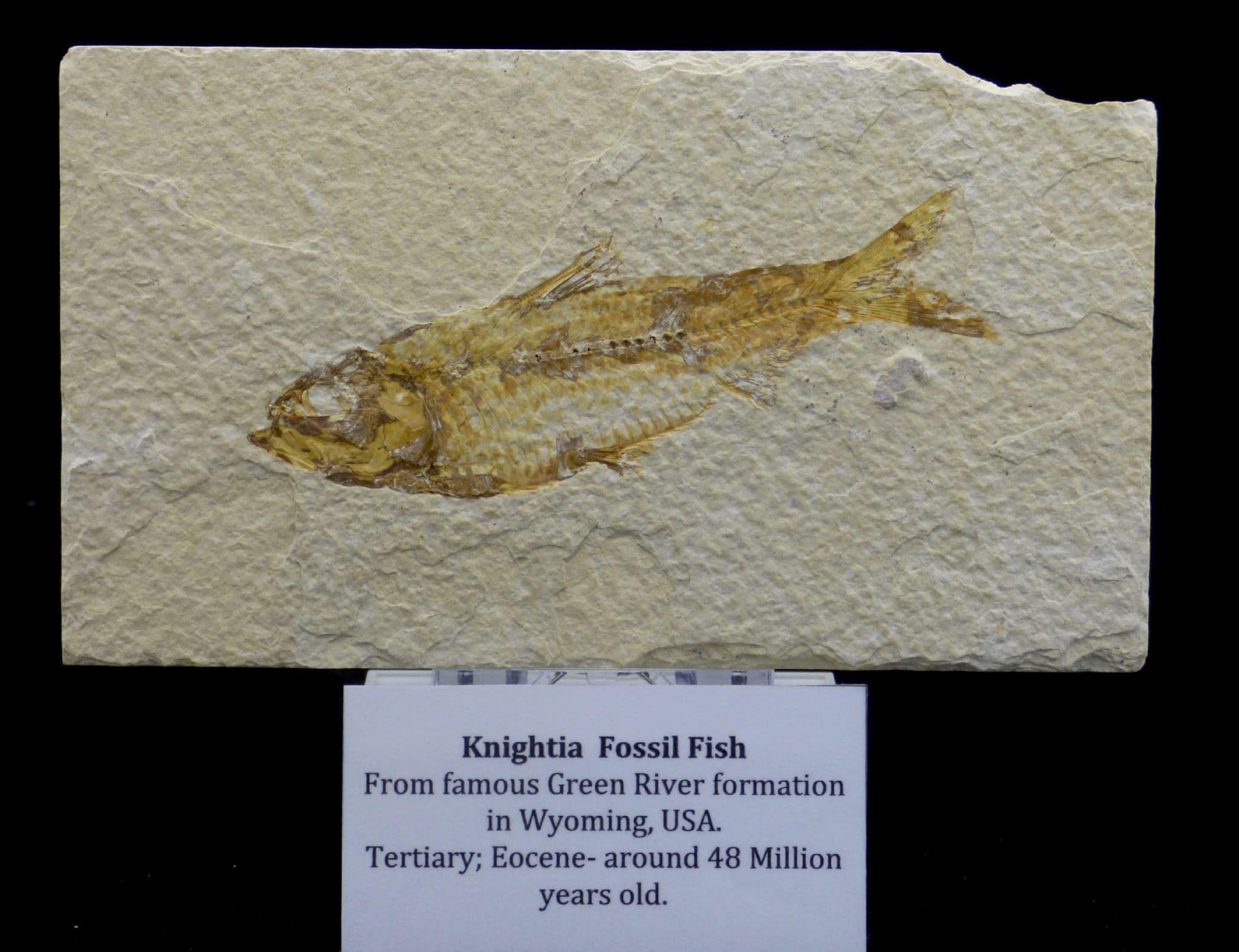 Detailed Fossil Fish Green River Eocene 48 MYO + Display Stand