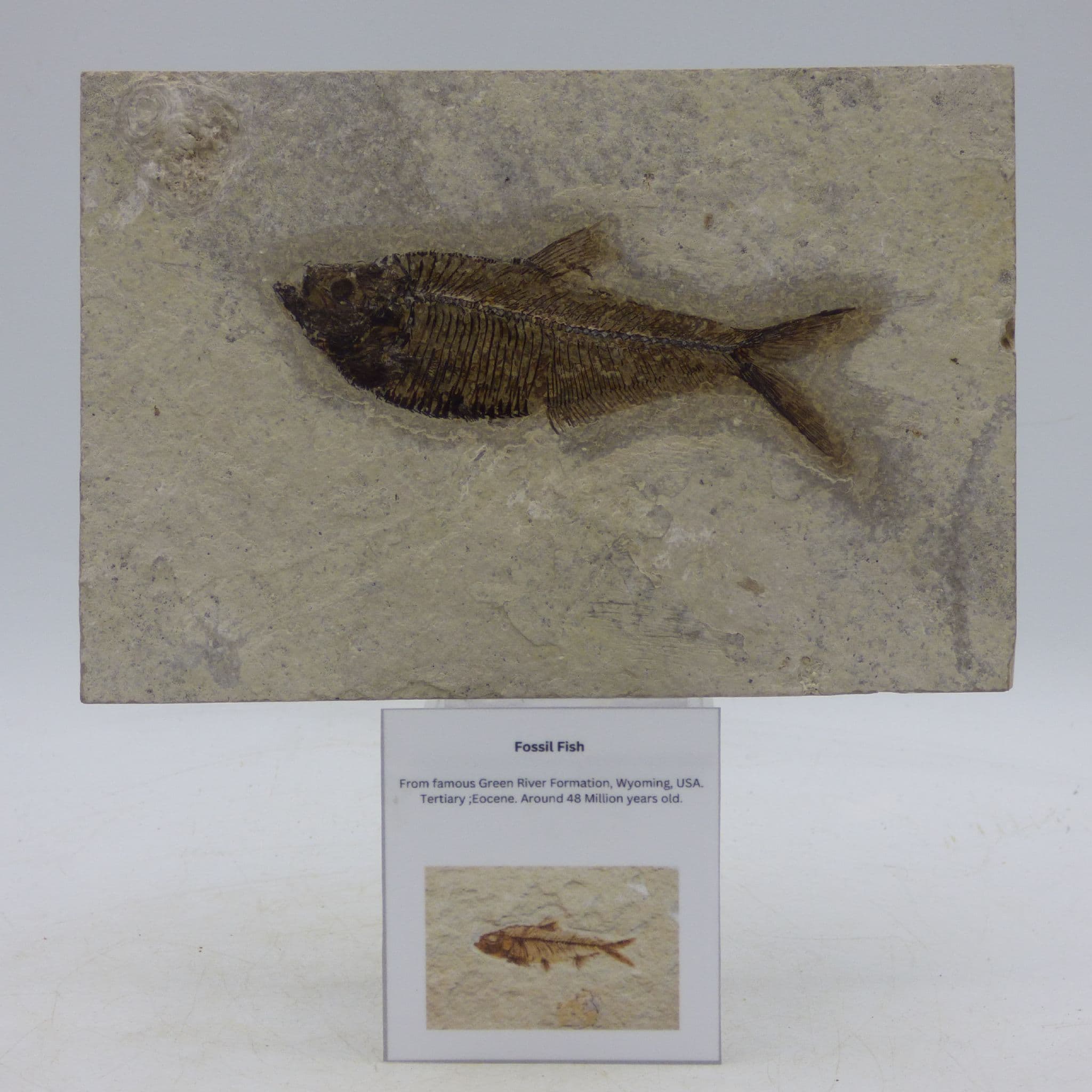 Detailed Fossil Fish PairGreen River Eocene 48 MYO + Display Stand