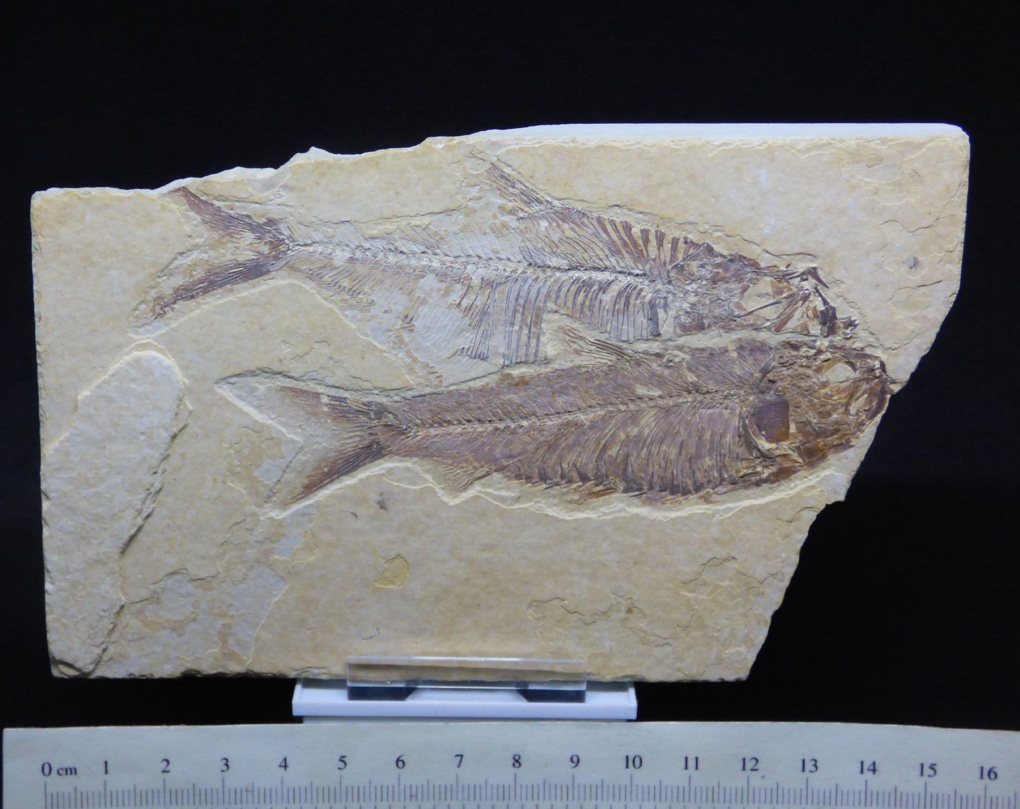 Detailed Fossil Fish PairGreen River Eocene 48 MYO + Display Stand