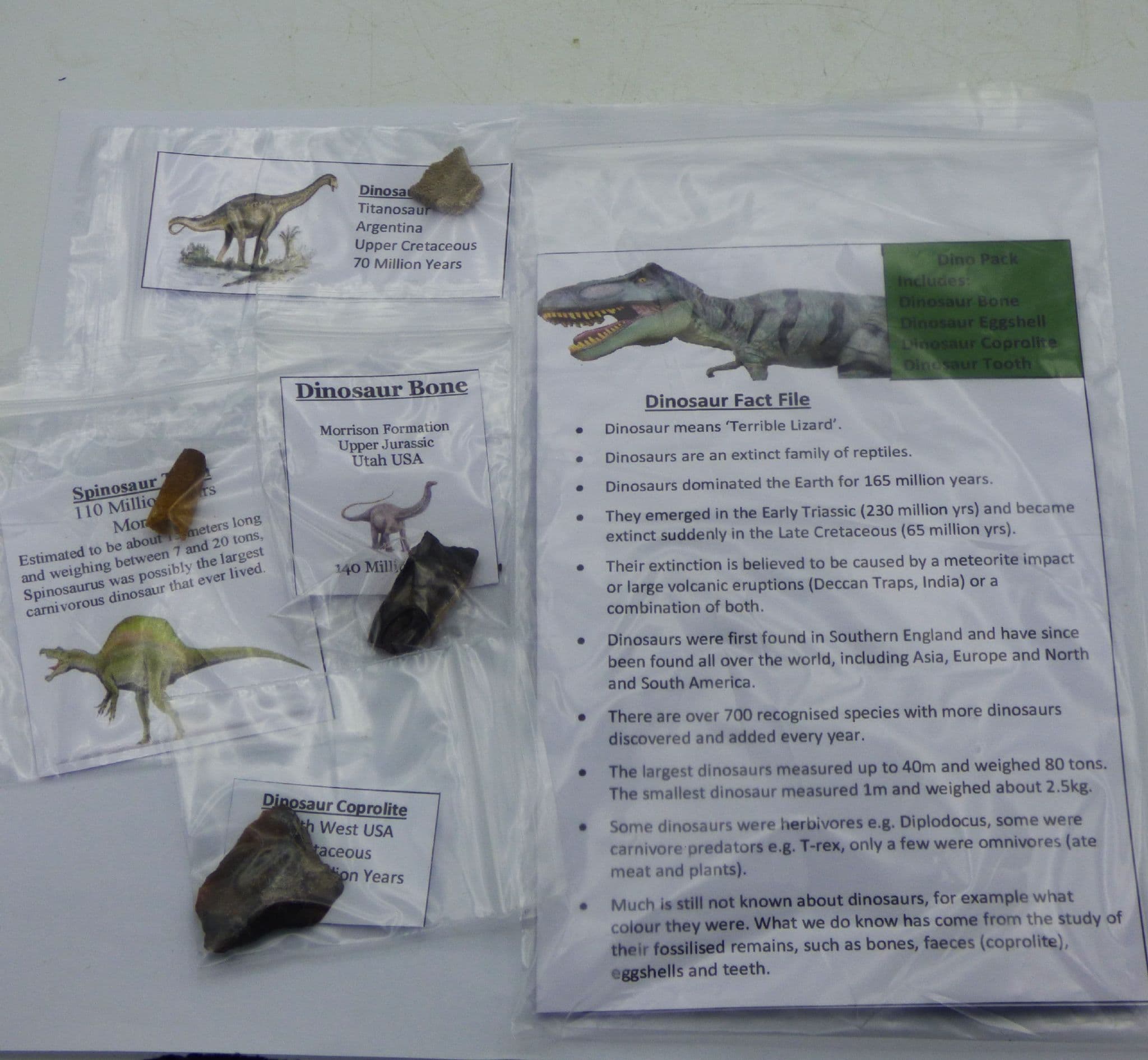 Dino Fossil Gift Bag with Geological Time Chart