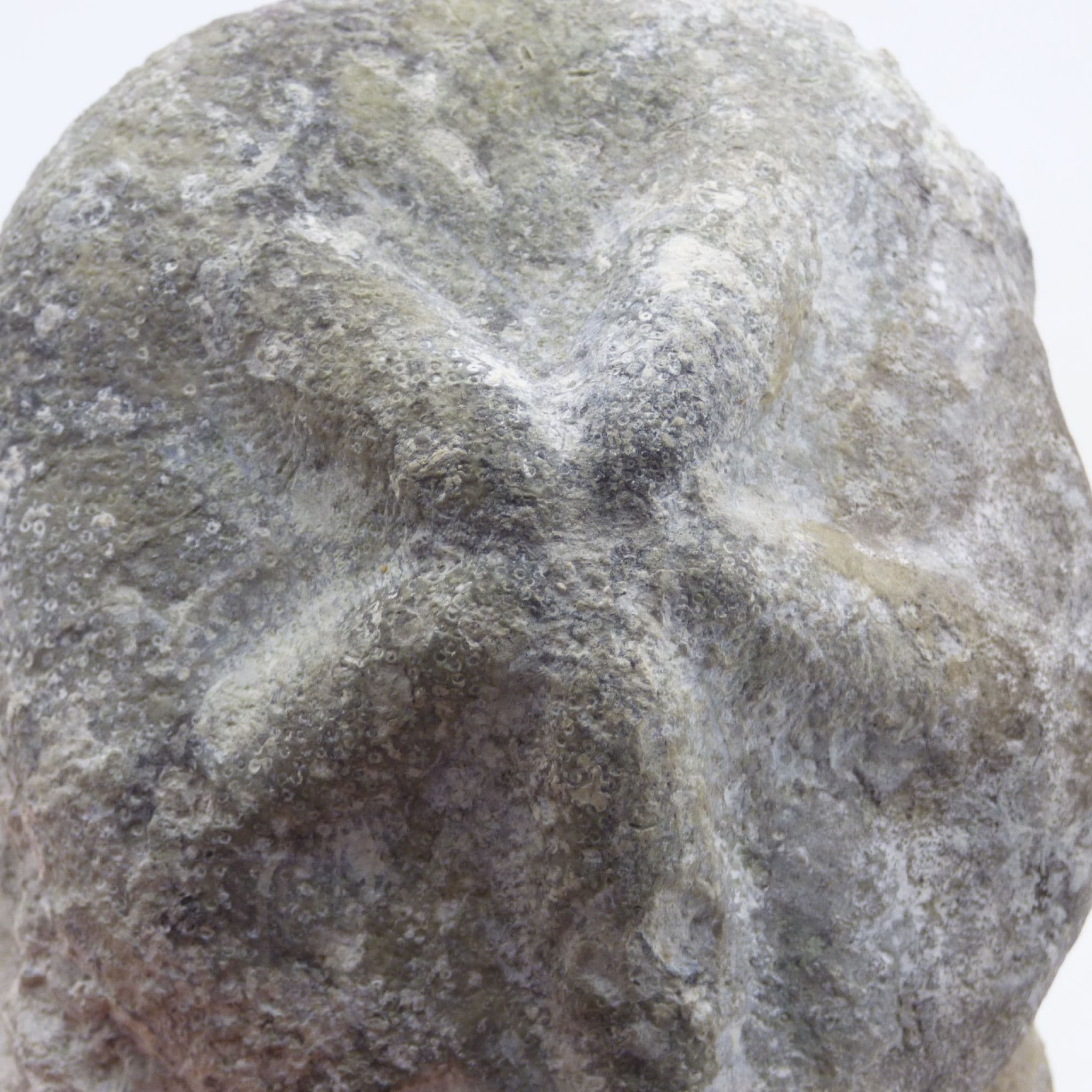 Echinoid Fossil Clypeaster Scillae Miocene Austria