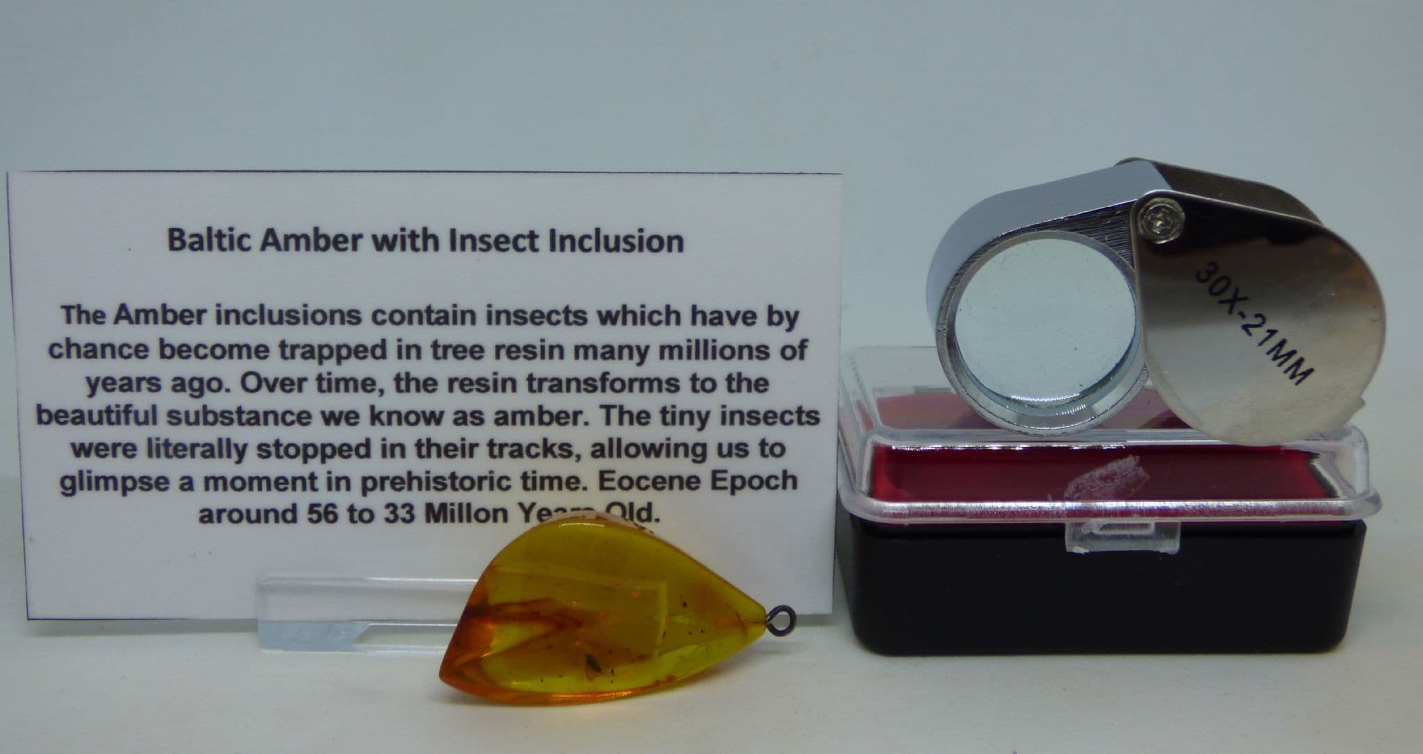 Eocene Baltic Amber Fossil Insect Inclusion Pocket Magnifier + Collectors Box