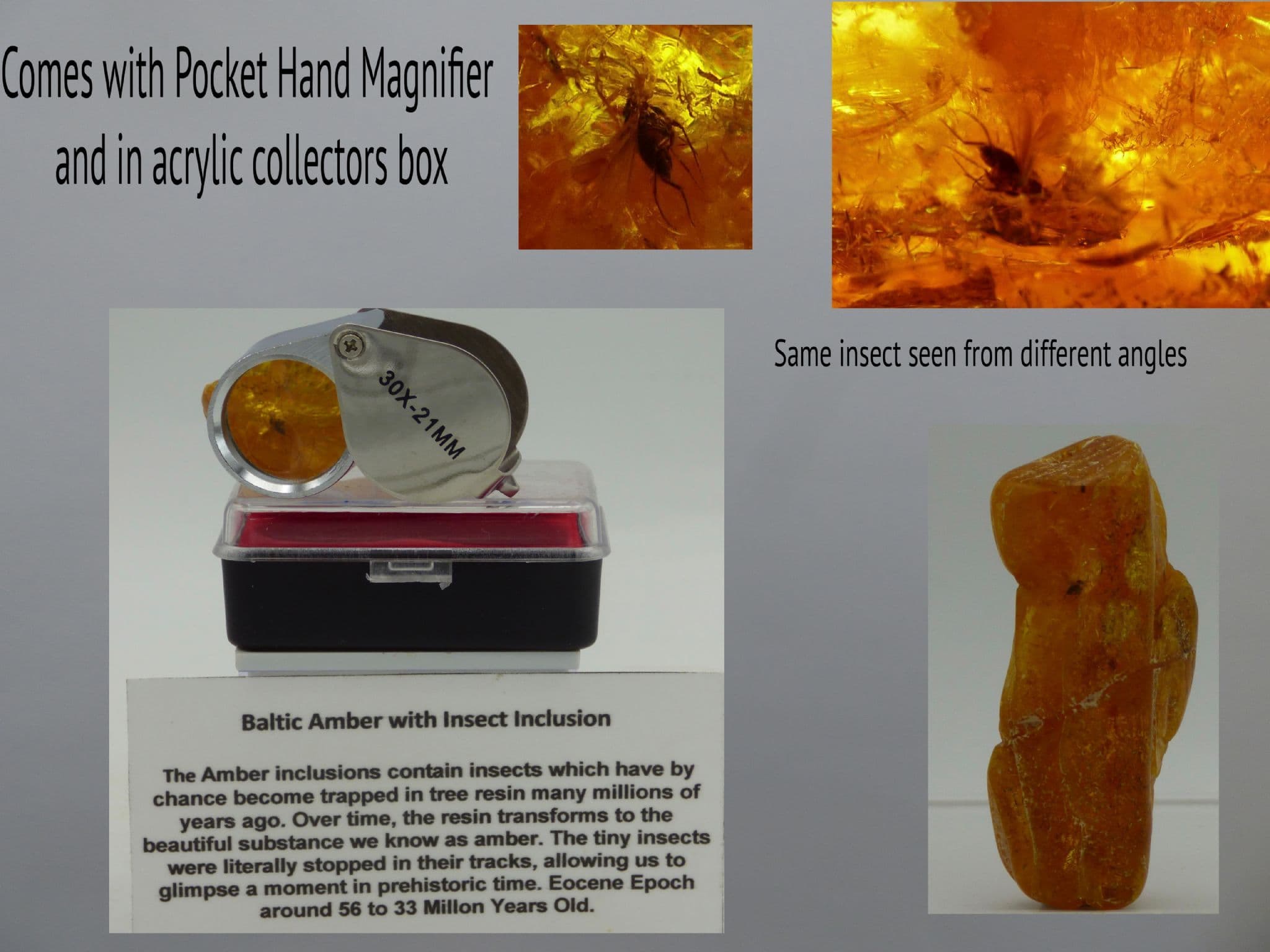 Eocene Baltic Amber Fossil Insect Inclusion Pocket Magnifier + Collectors Box