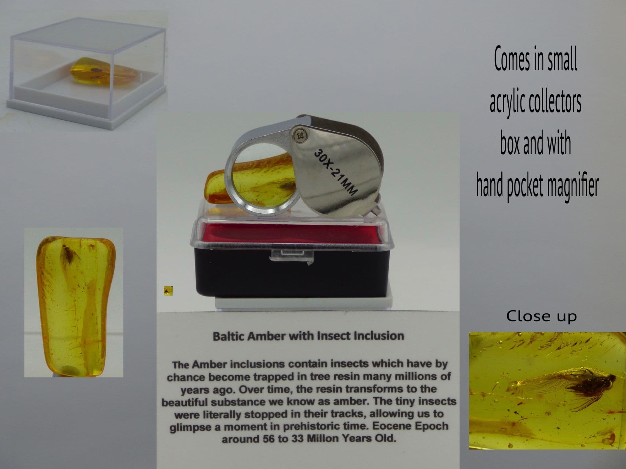 Eocene Baltic Amber Fossil Insect Inclusion Pocket Magnifier + Collectors Box (1) (3)