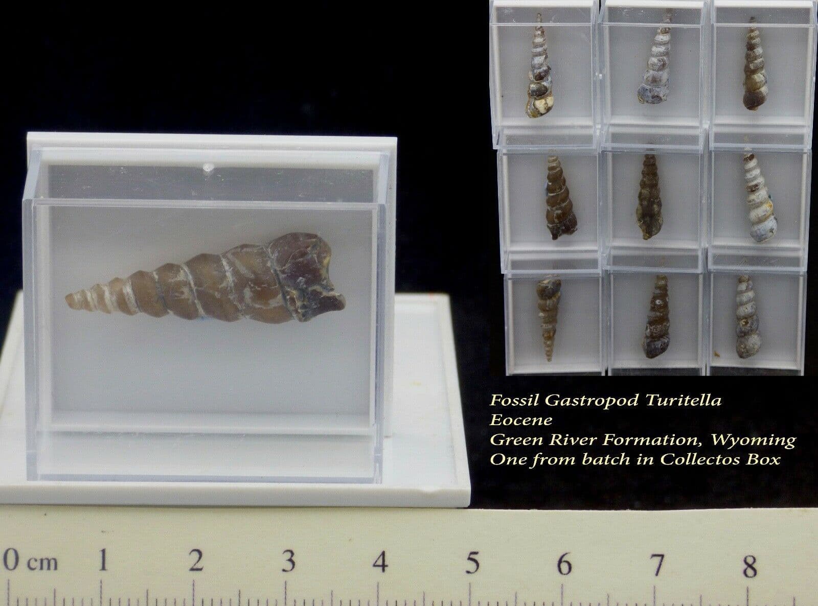 Eocene Fossil Gastropod Turritella Wyoming in Collectors Box x 1