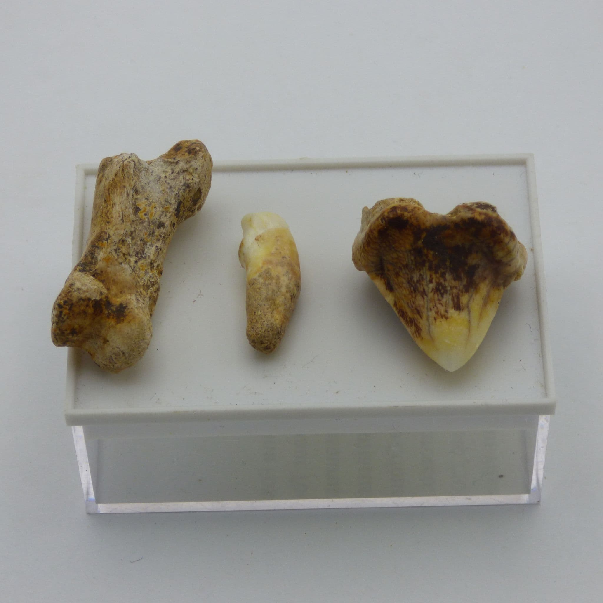 European Cave Bear Ursus Spelaeus Molar Tooth in Collectors Box