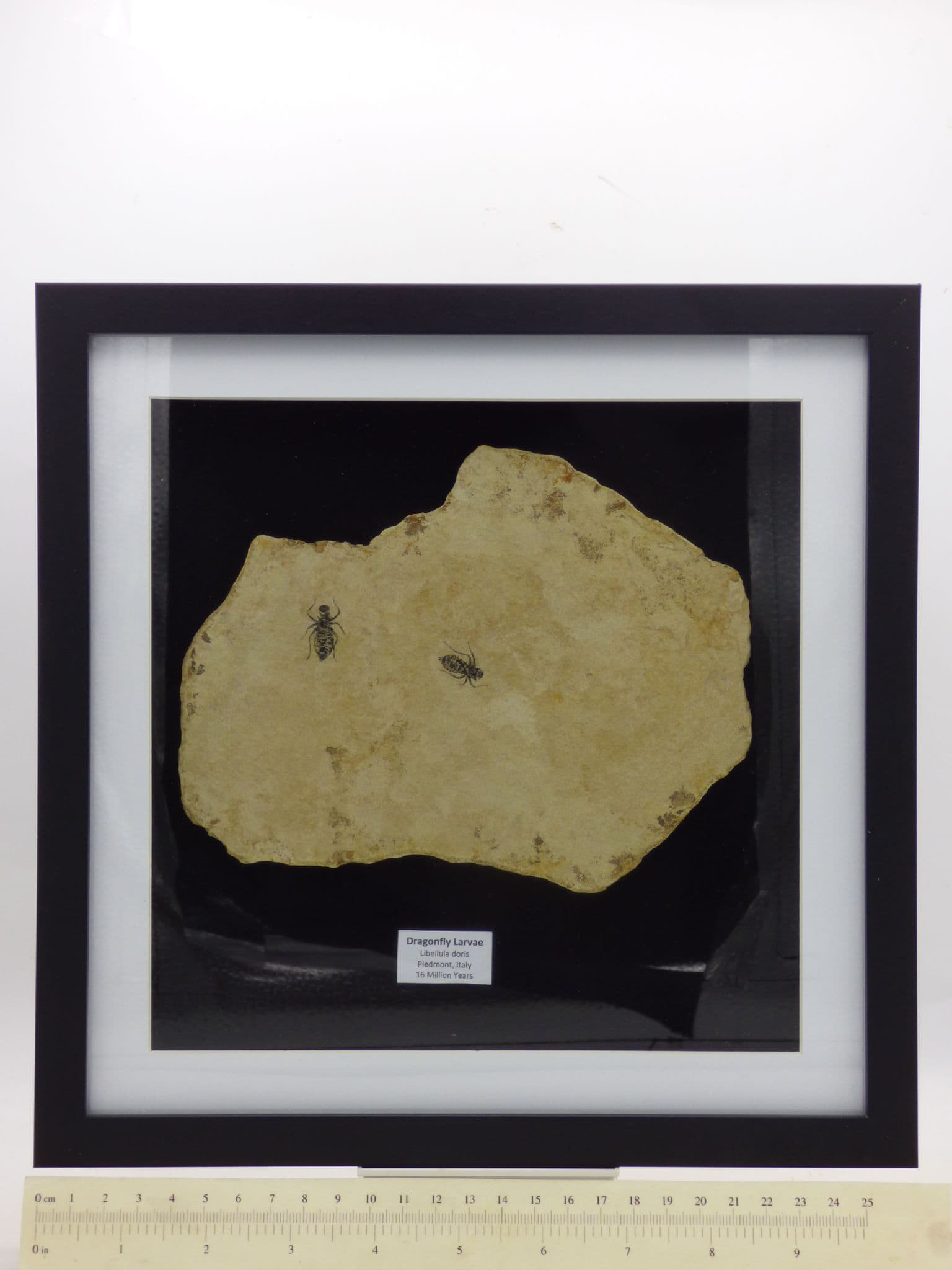 Fossil Dragonfly Larvae Pair from Tuscany in Glass Fronted Deep Frame