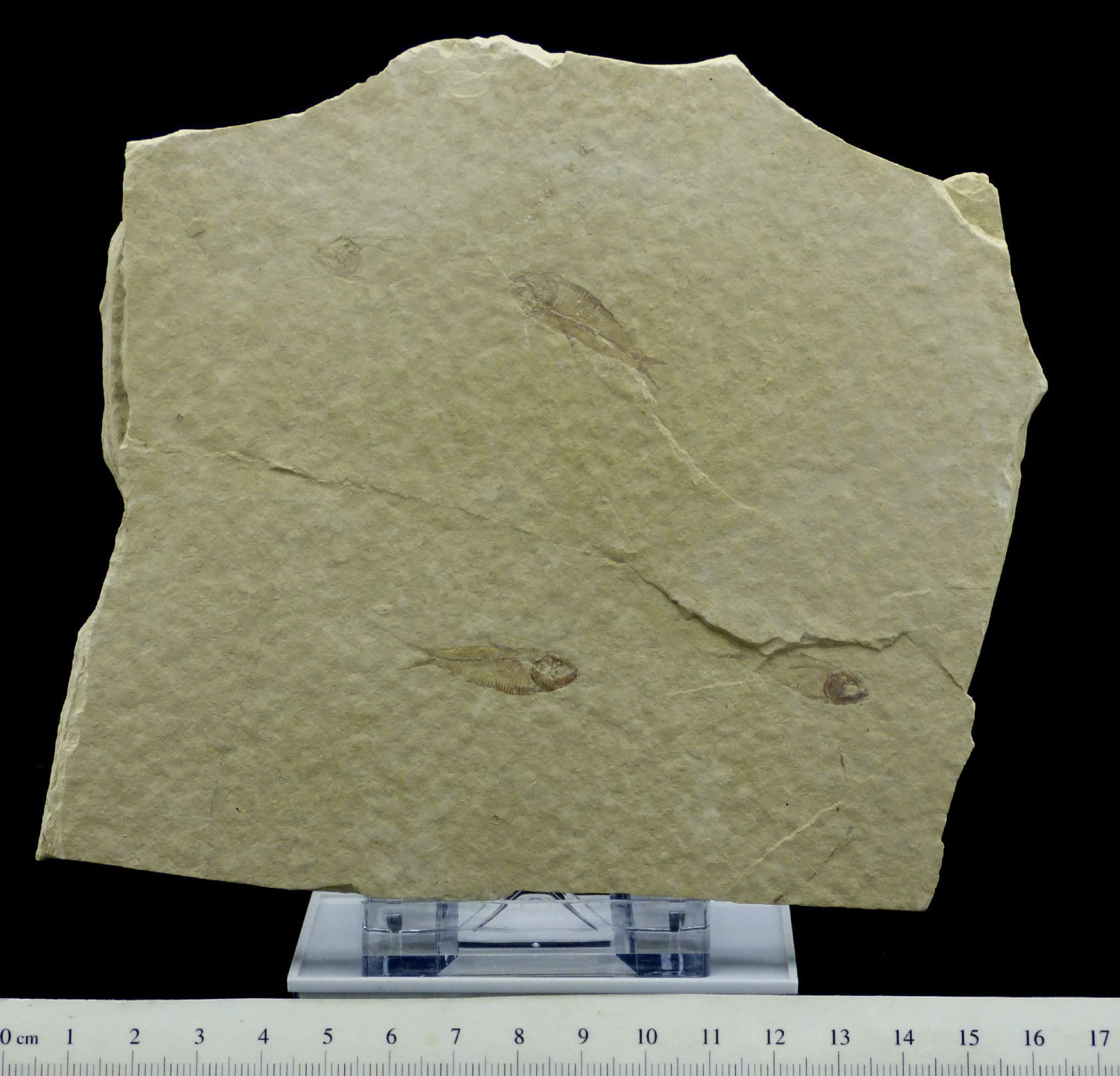Finely Detailed Fossil Fish Group 14 x 13cm Green River Eocene 48 MYO + Stand