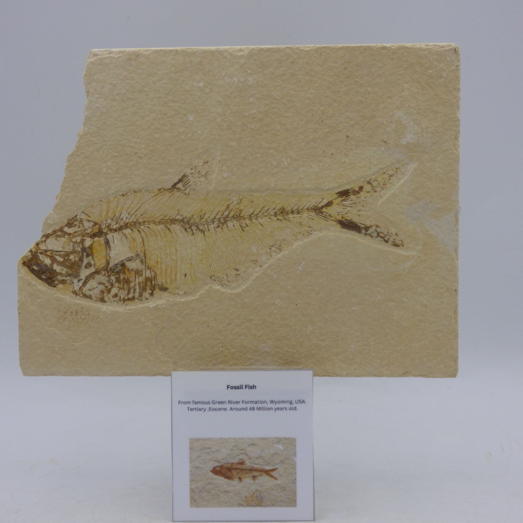 Finely Detailed Green River Formation Fossil Fish with Display Stand